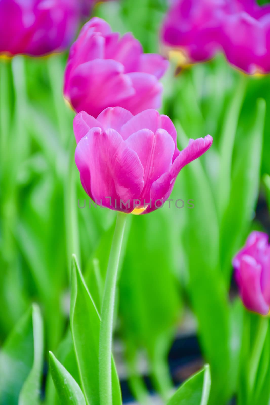 Tulip flowers with green leaf background in Chiang Rai Thailand flower garden in winter or spring day for beauty decoration, postcards and agricultural concept design.