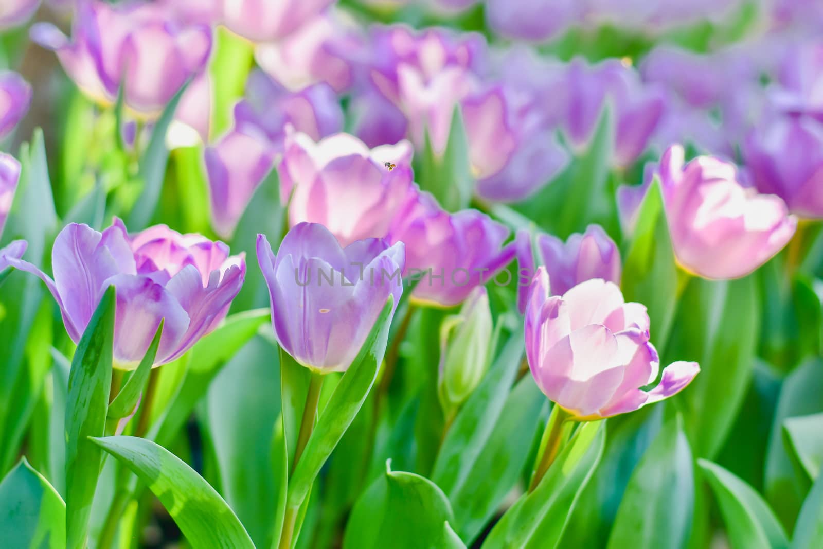 Tulip flowers with green leaf background in Chiang Rai Thailand flower garden in winter or spring day for beauty decoration, postcards and agricultural concept design.