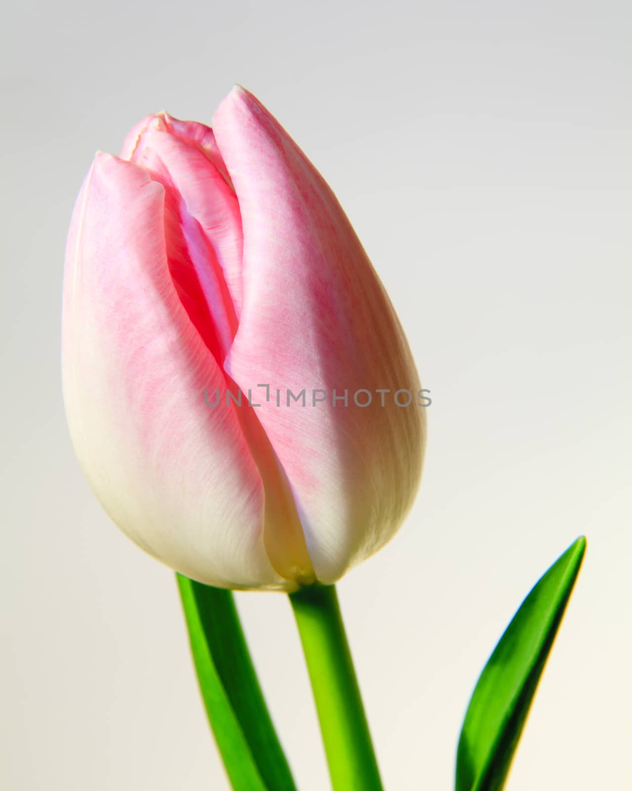 Pink Tulip by ATGImages