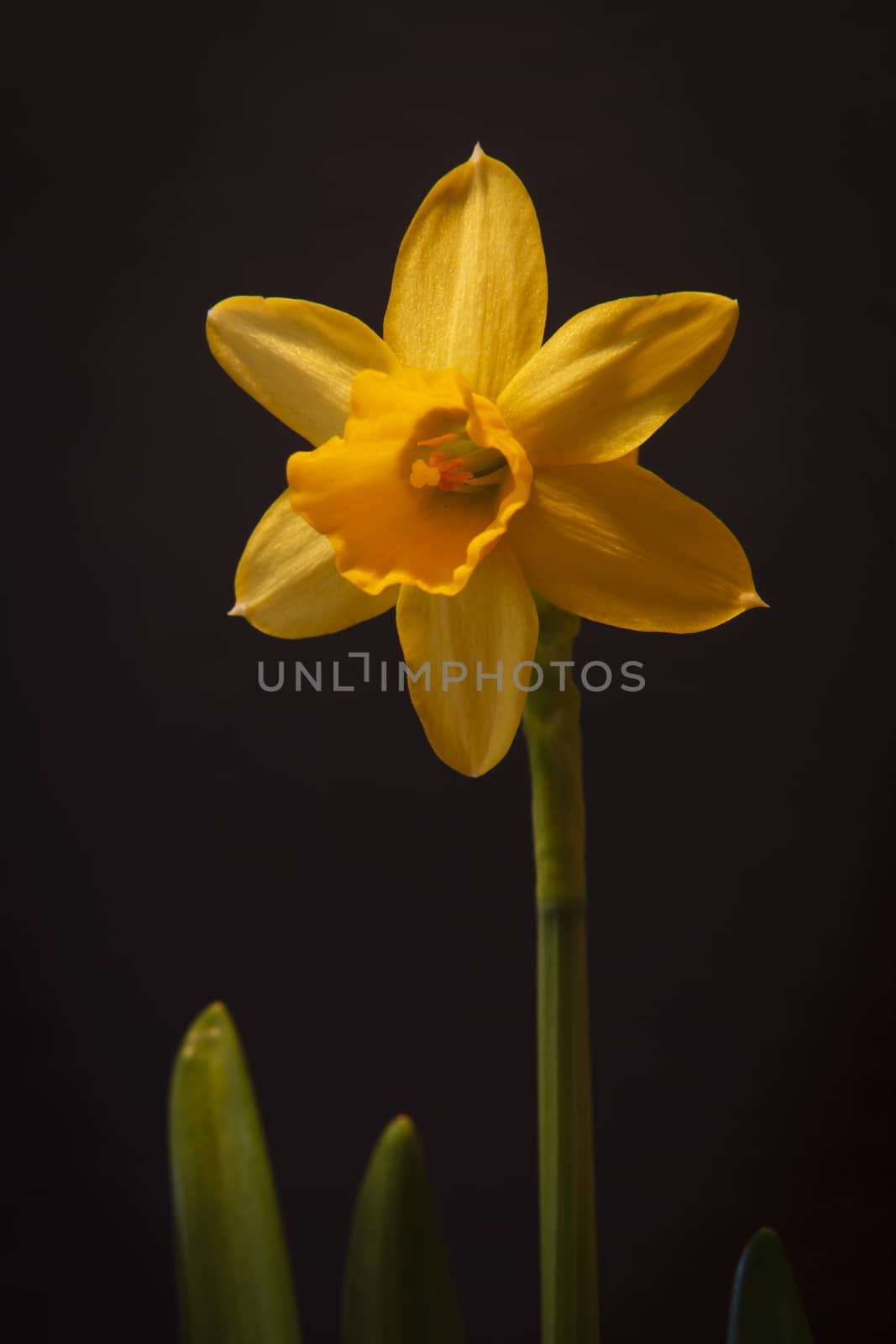 Yellow narcissi isolated on a black background.