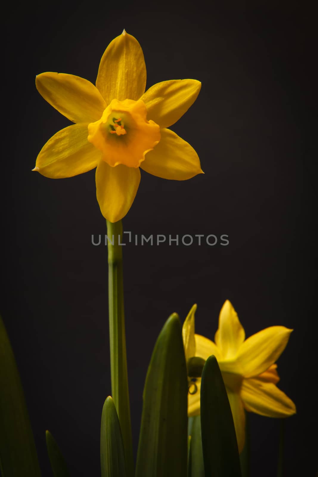 Yellow narcissi isolated on a black background.