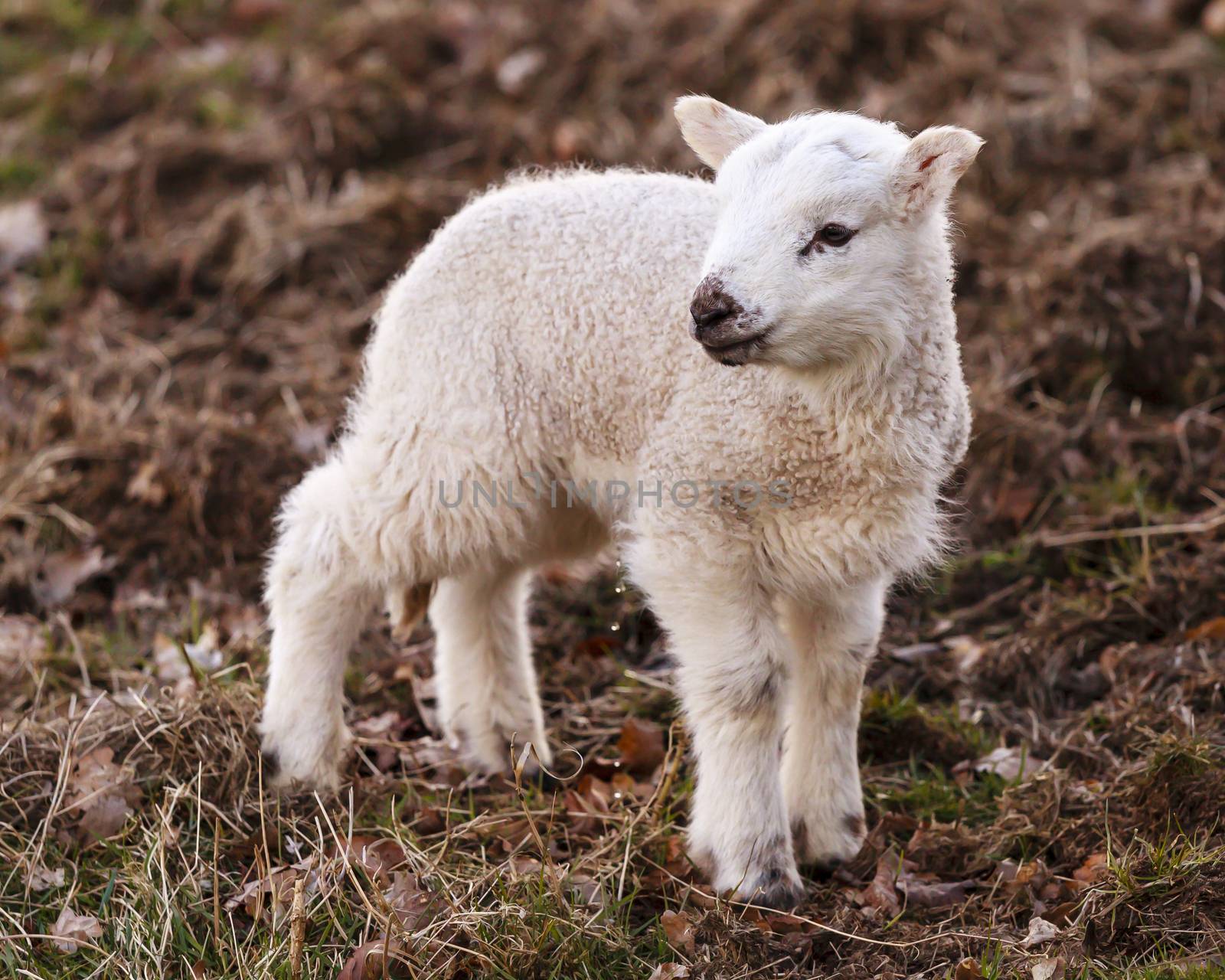 A young lamb urinates beside Ullswater, Cumbria in the English Lake District.