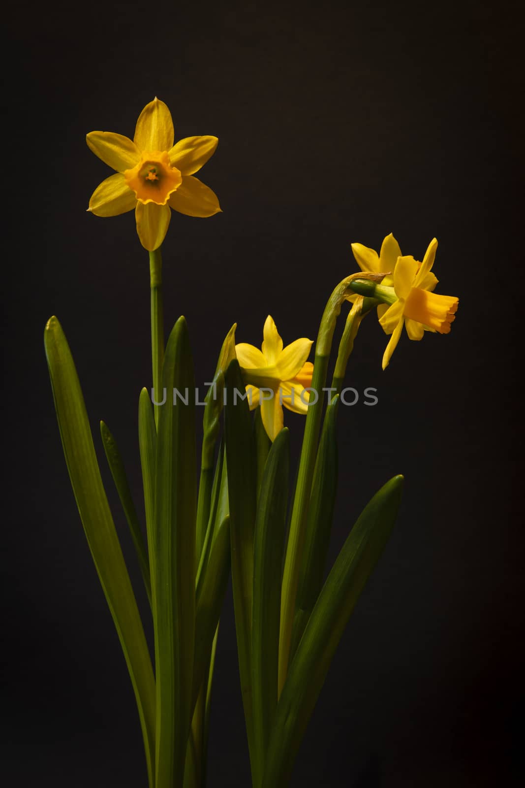 Yellow narcissi isolated on a black background.