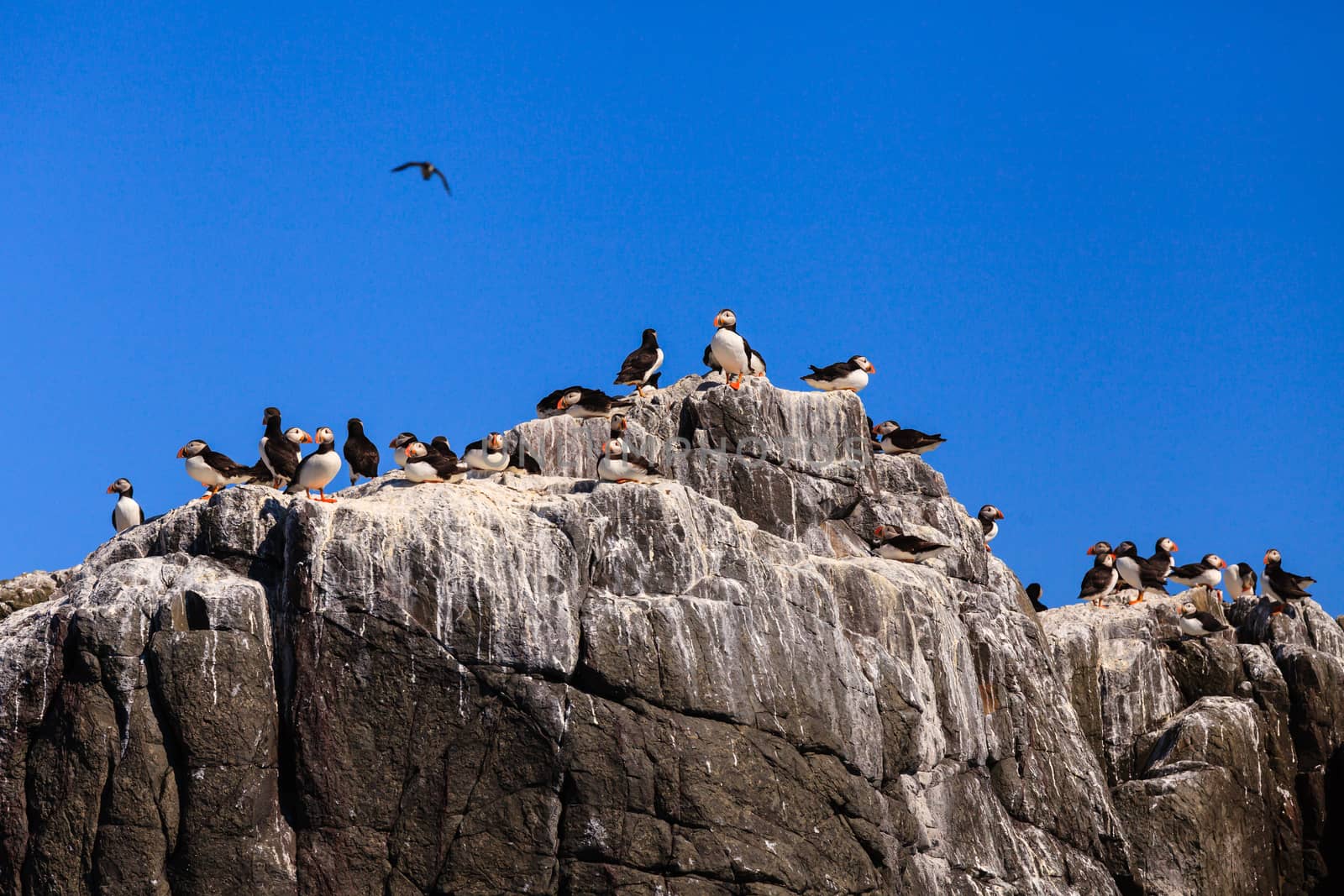Puffins nesting on the cliffs of the Farne Islands off the coast of Northumberland in North East England.