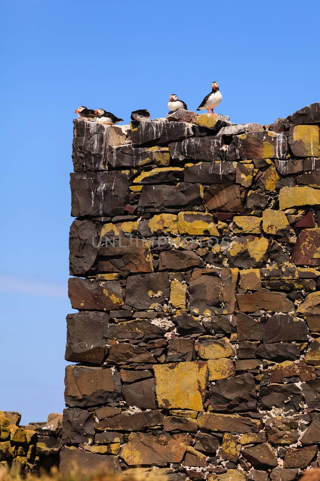Puffins roosting on the Farne Islands, Northumberland in North East England.