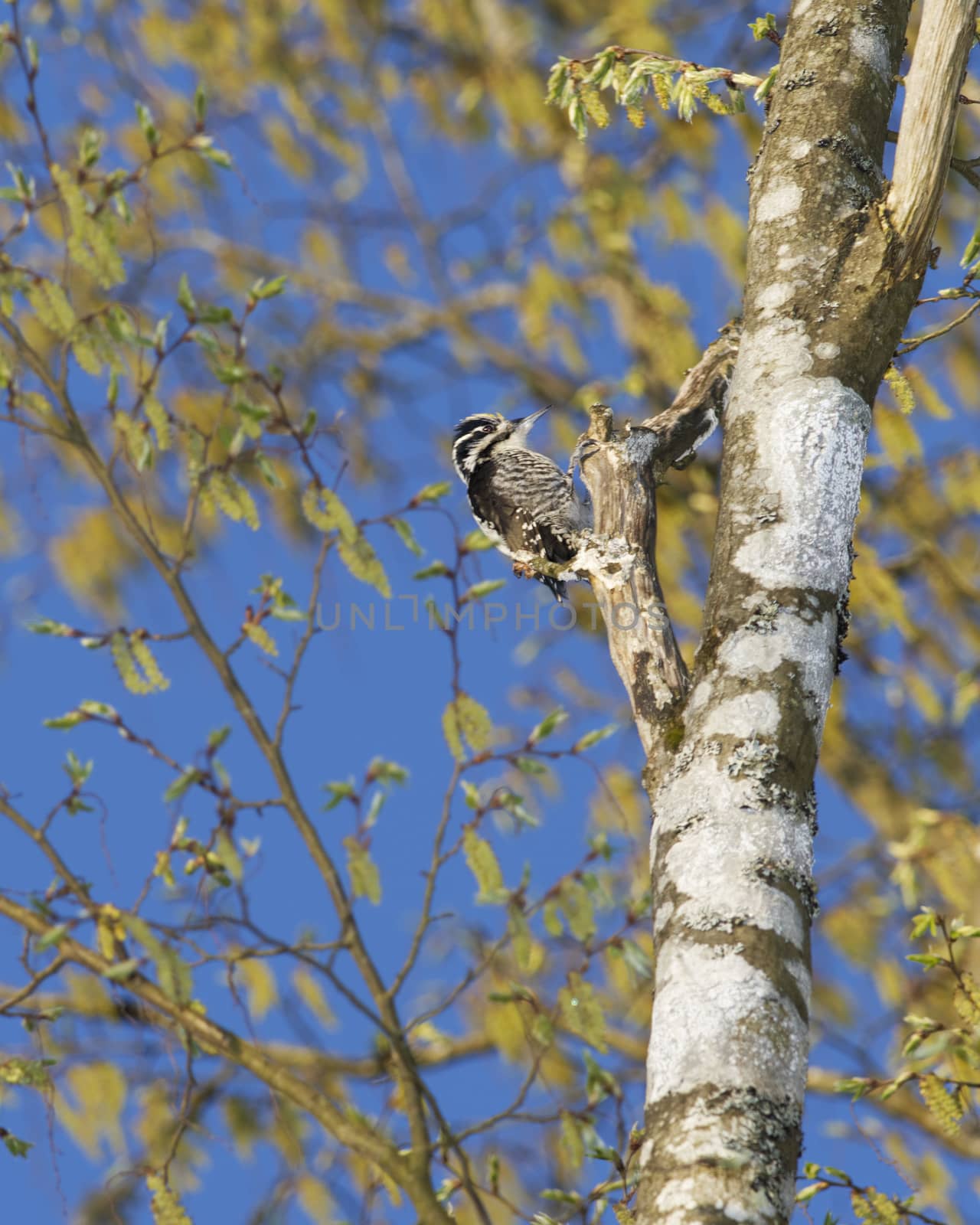 Male Eurasian Three-Toed Woodpecker in a tree, Bialowieza National Park, Poland