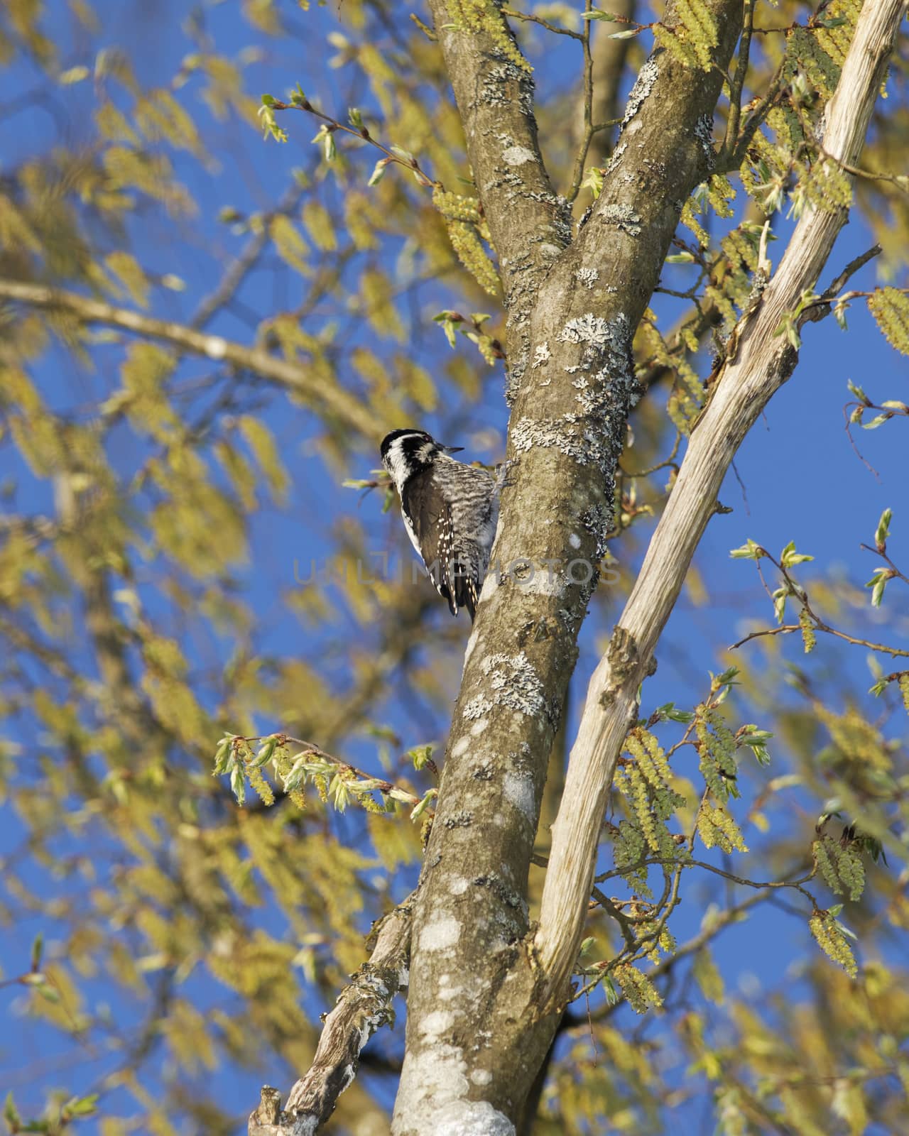 Male Eurasian Three-Toed Woodpecker in a tree, Bialowieza National Park, Poland