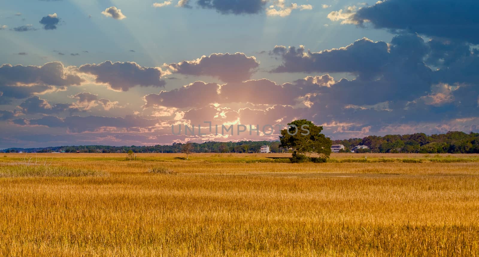 A single tree standing in a large golden marsh