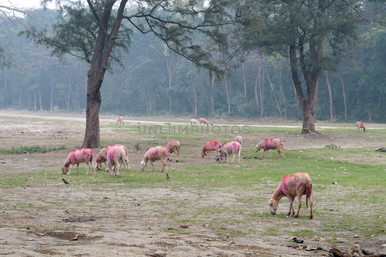 A hard of domestic cattle sheep grazing on a grass farm meadow. Sheep farming, animal husbandry background on a countryside rural autumn landscape.