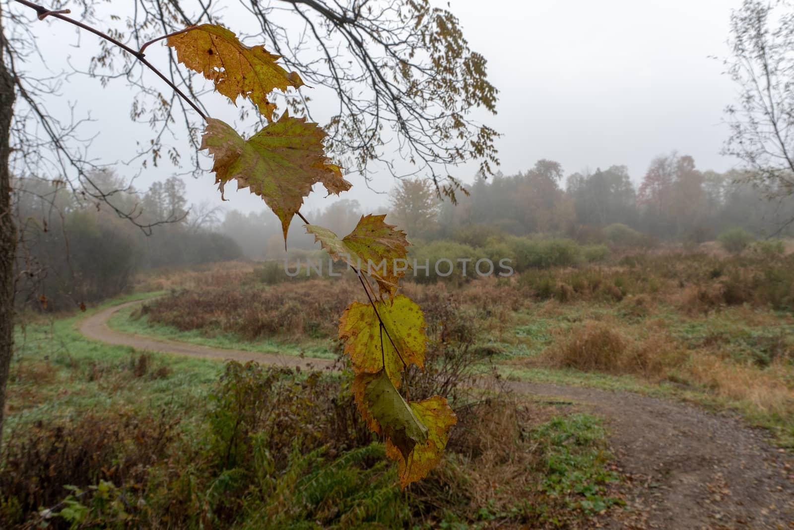Misty autumn morning in the forest is unsteady and damp and not a soul