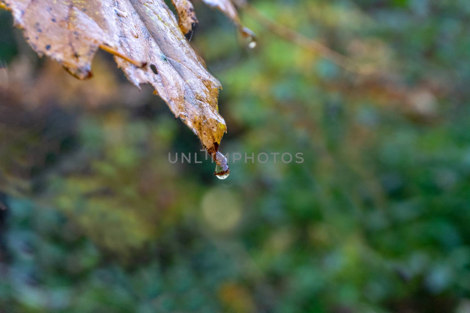Morning rain passed in the autumn forest and drops hang from wet leaves and fall to the bottom