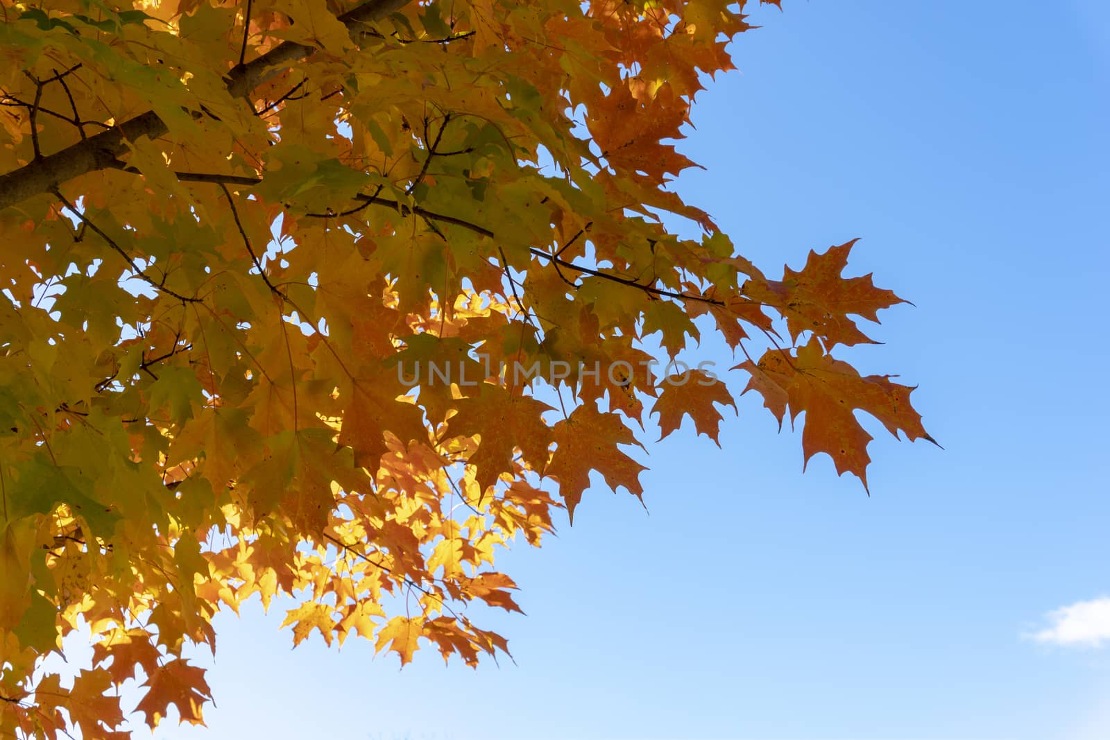 The yellow-orange leaves of maple, shot in early autumn against the sun, will gradually take on a red tone