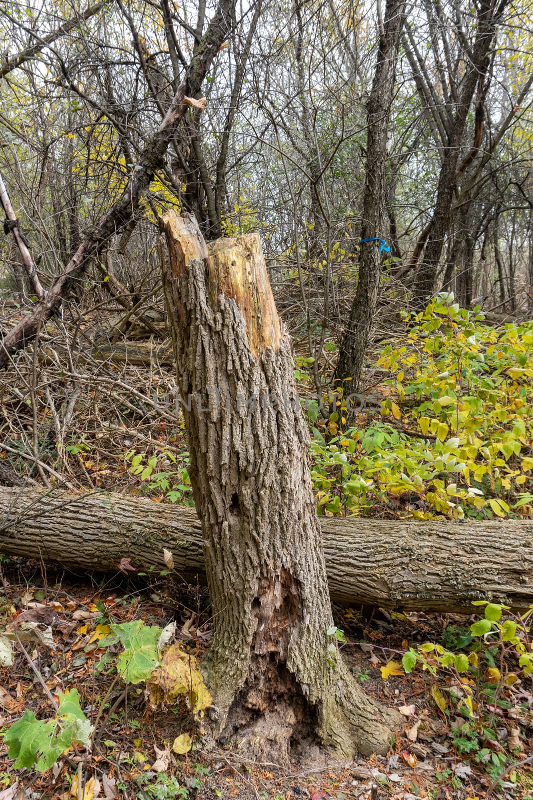 A broken tree and a rotting stump nearby is a wildlife. It has its own laws.