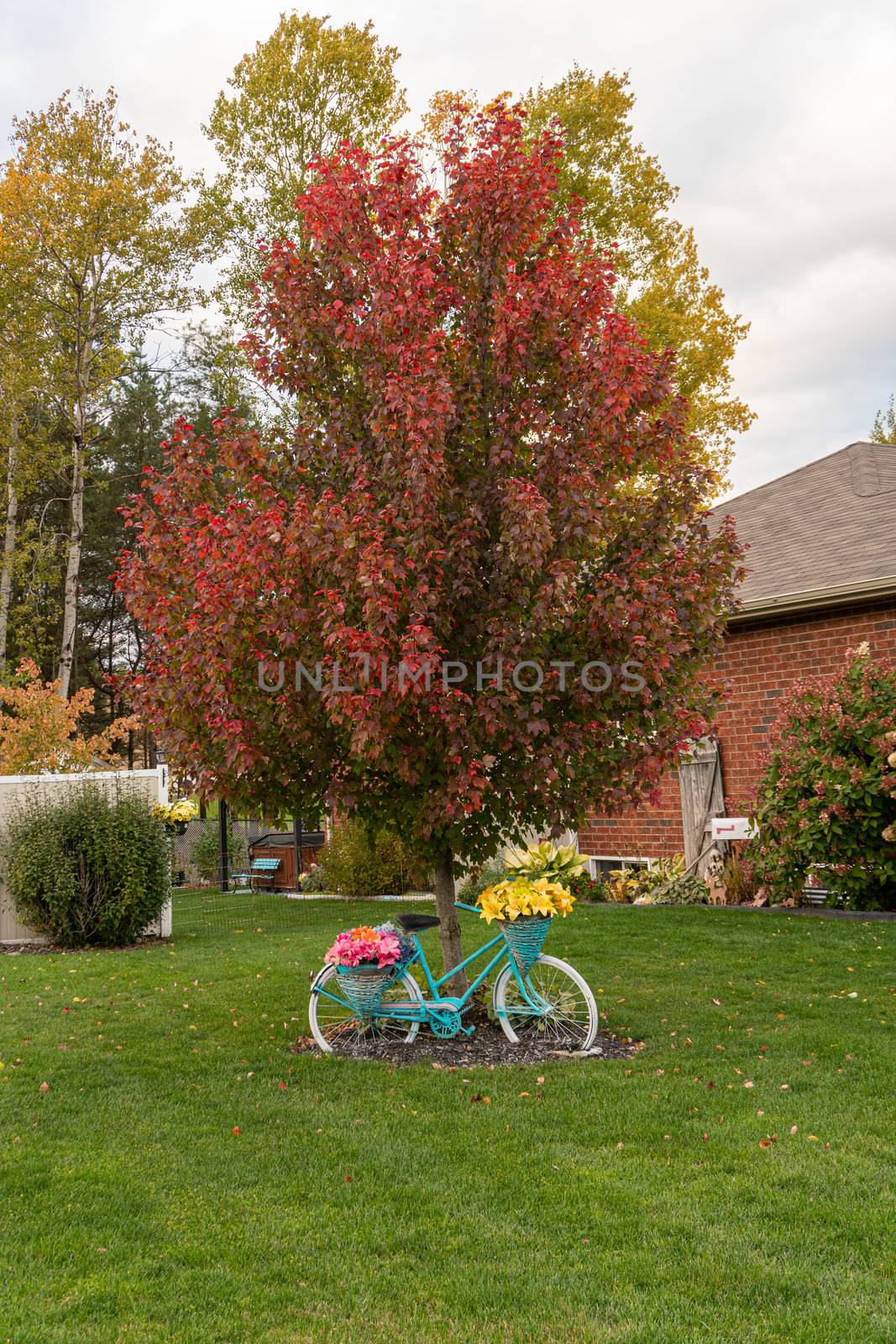 Beautiful bike leaning against a red autumn maple by ben44