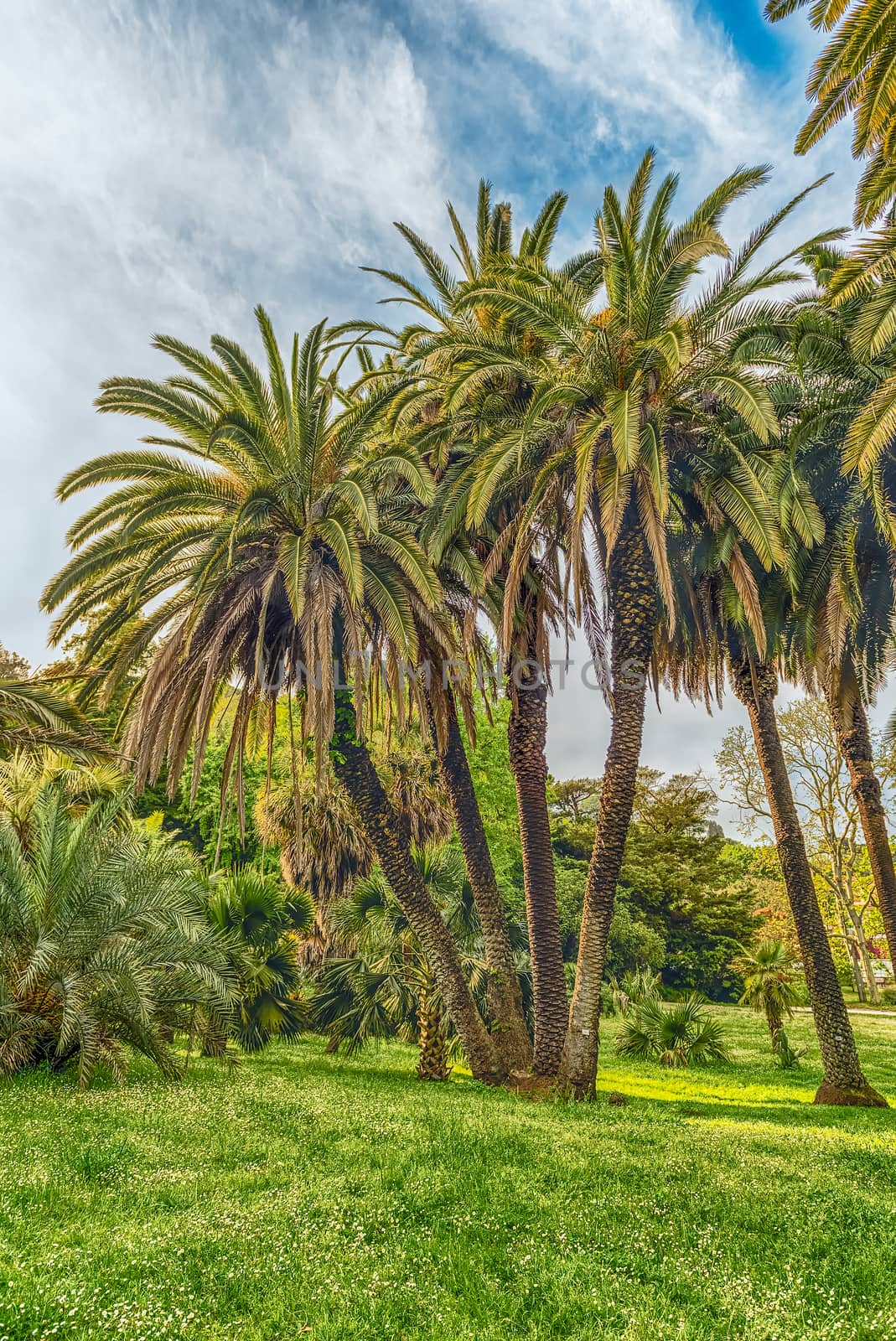 Scenic palm trees inside a public garden in Rome, Italy by marcorubino