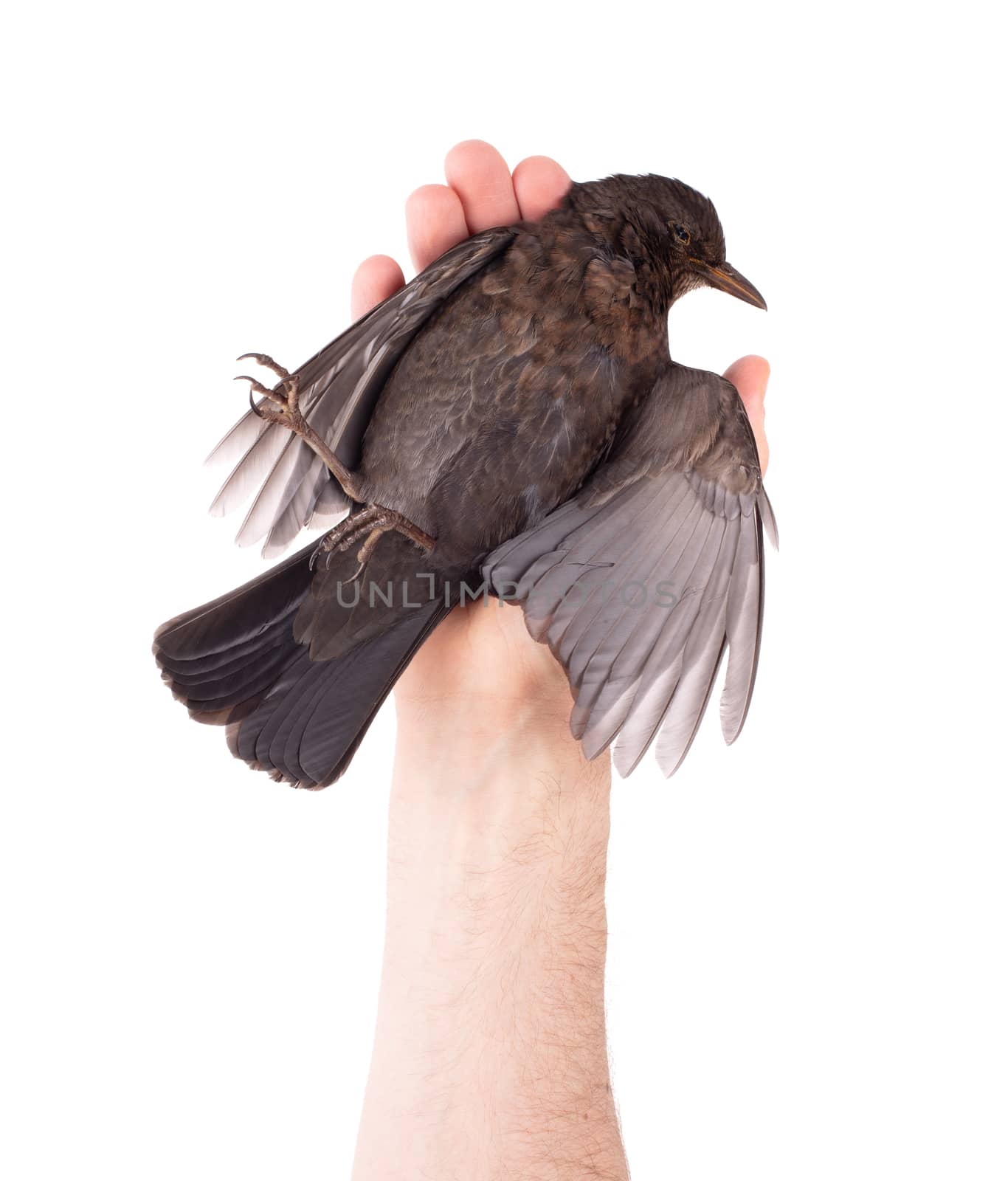 Adult holding a dead blackbird isolated on a white background