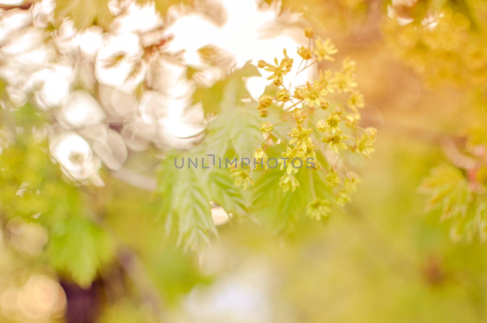 Spring decoration branch with silver beads and yellow flowers, the texture of the background, light, wedding, Christmas. Bokeh, Defocused, blured by kimbo-bo