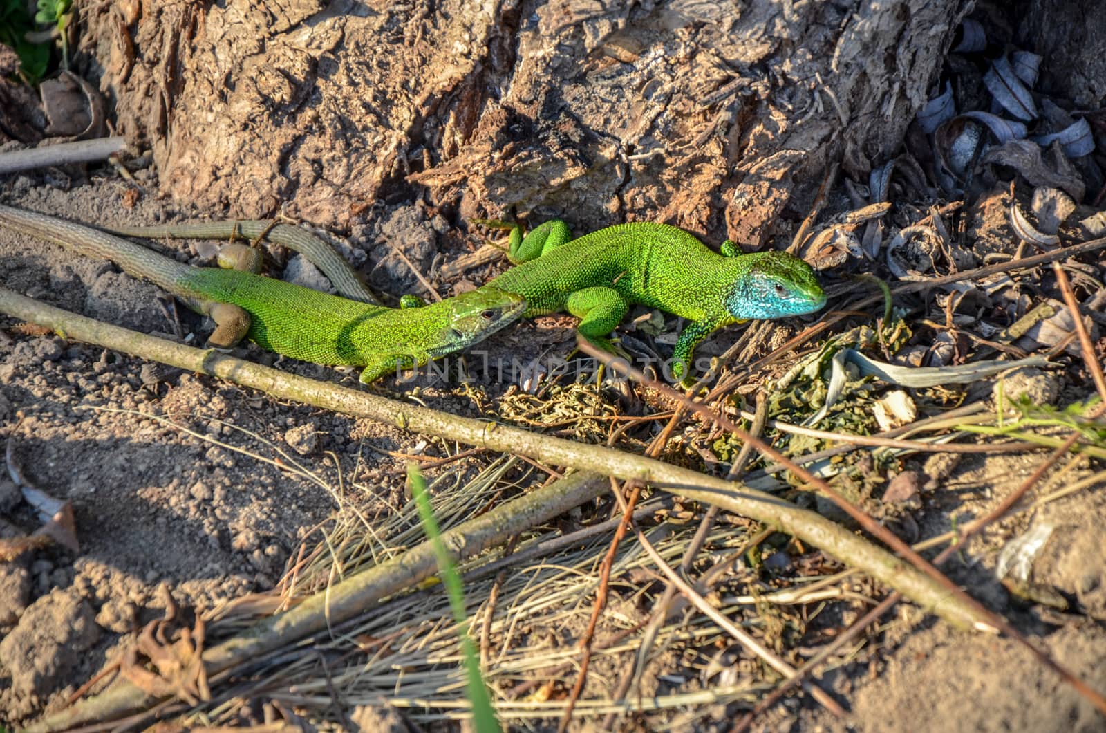 European green lizard Lacerta viridis couple during the breeding season .