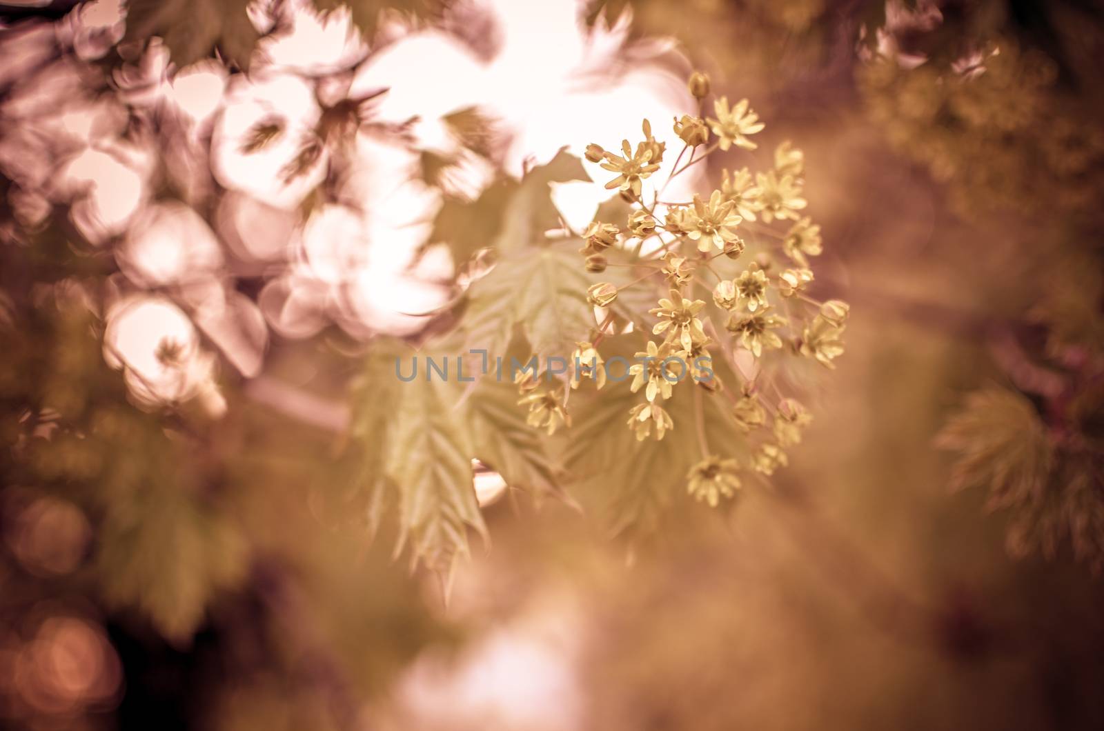 Spring decoration branch with silver beads and yellow flowers, the texture of the background, light, wedding, Christmas. Bokeh, Defocused, blured photo