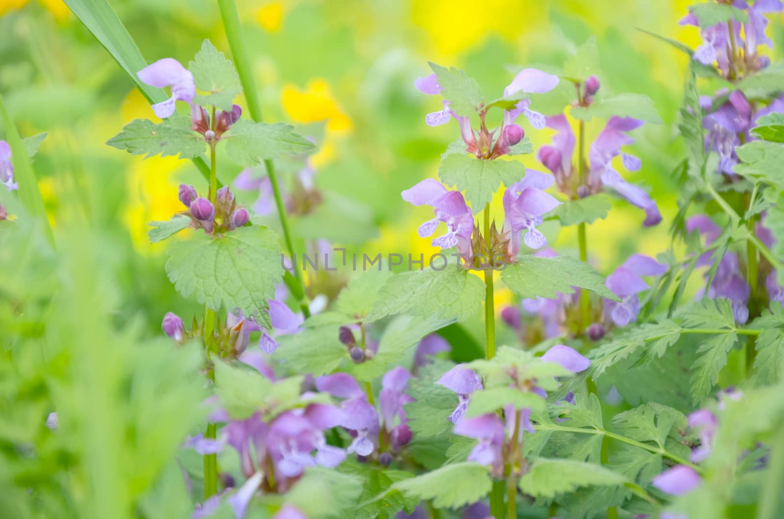 Violet floral background. lavender field, blured effect. Provence style. Herb flowers in purple tones