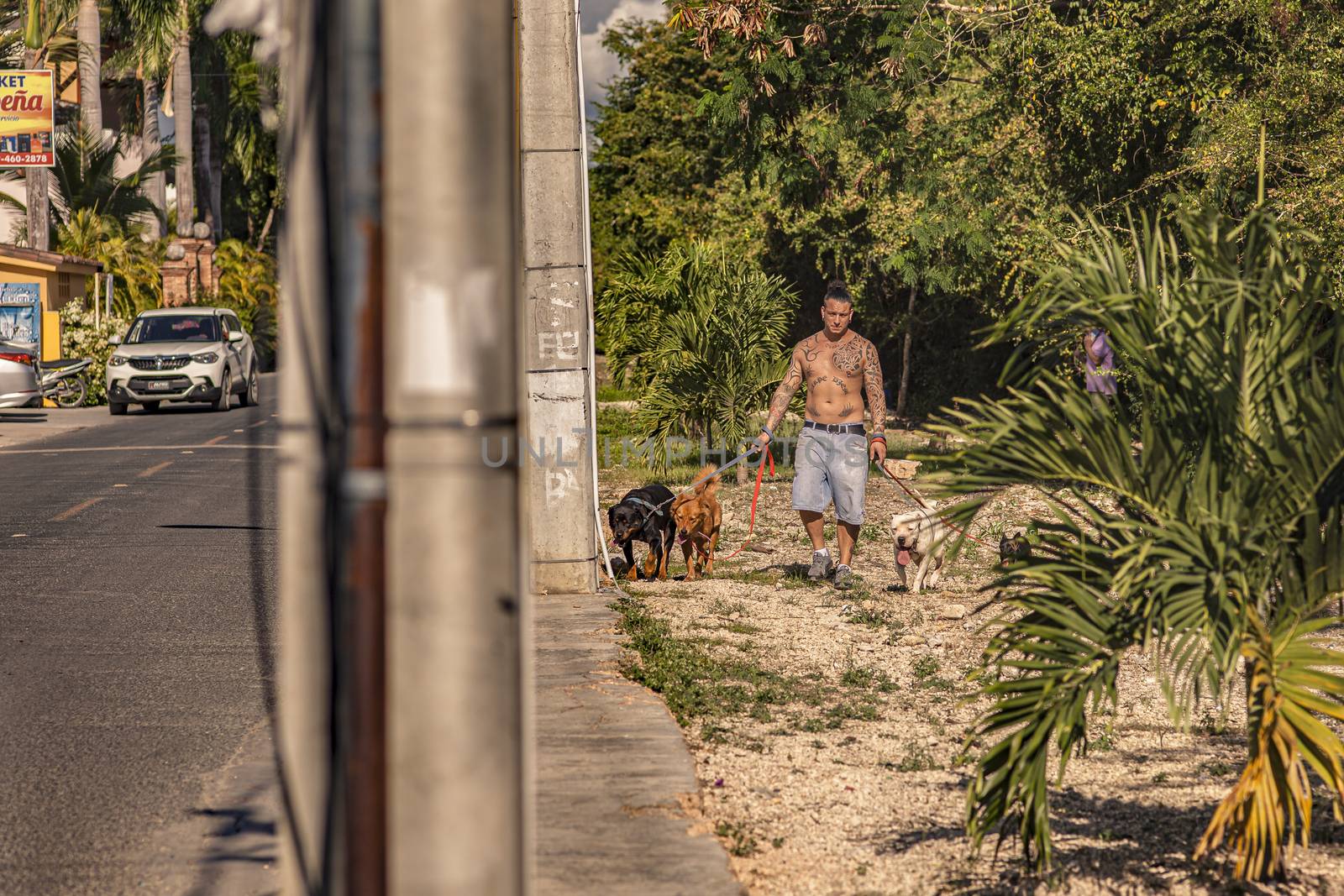 Tattooed man walks the dogs by pippocarlot