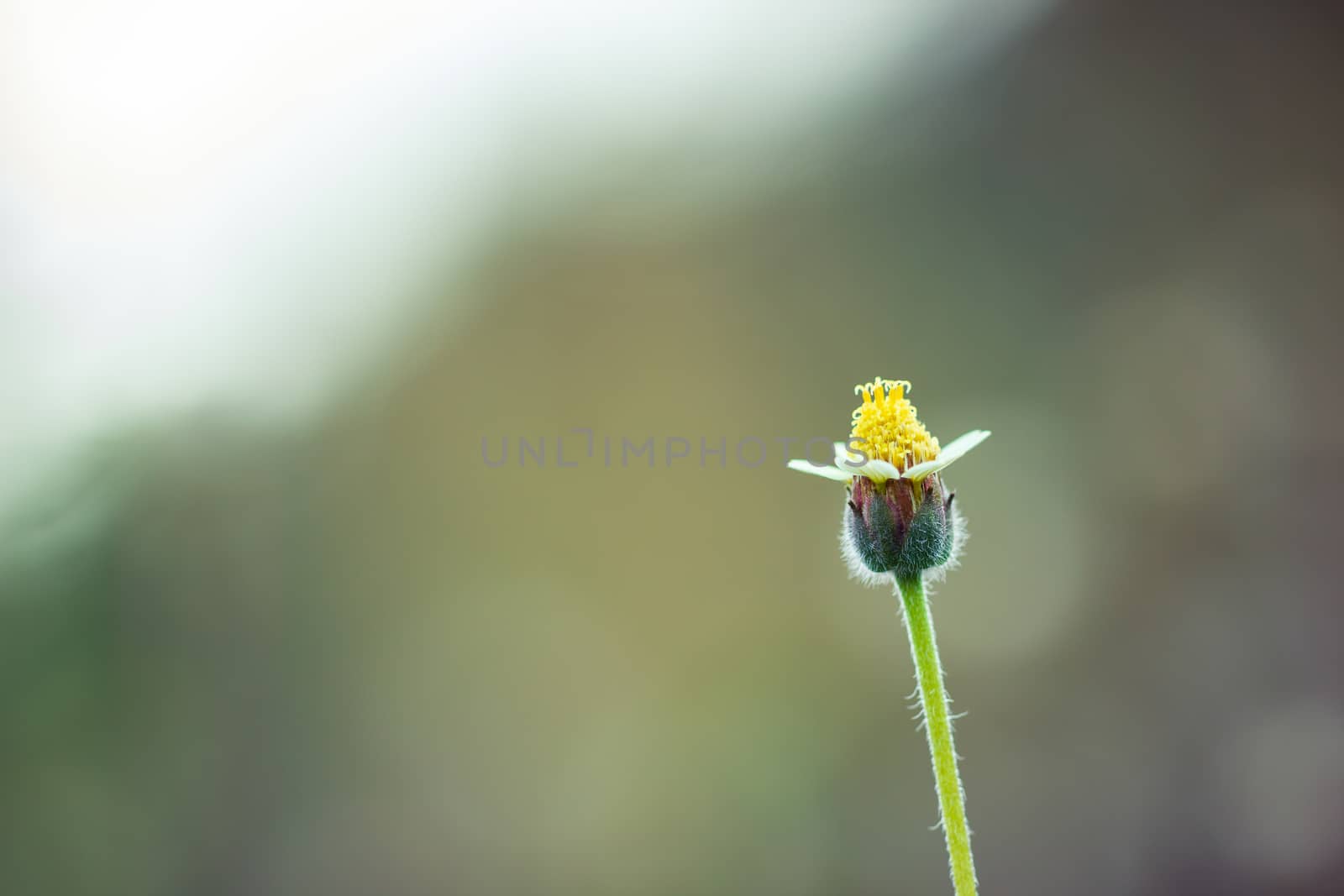 Flower of grass in green natural background at tropical forest.  by SaitanSainam