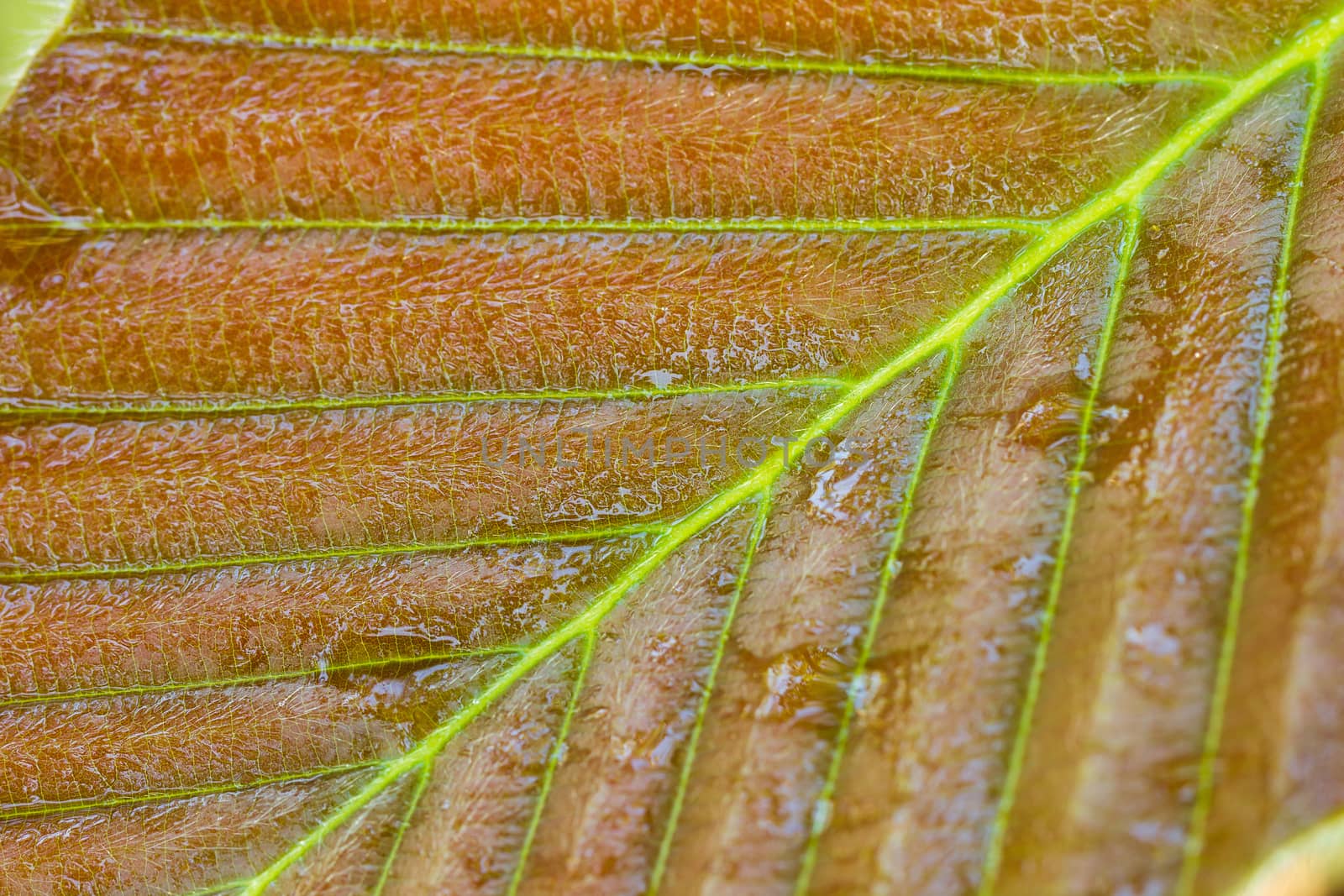 Wet leaf in tropical forest. Closeup and copy space. Concept of rainy season.