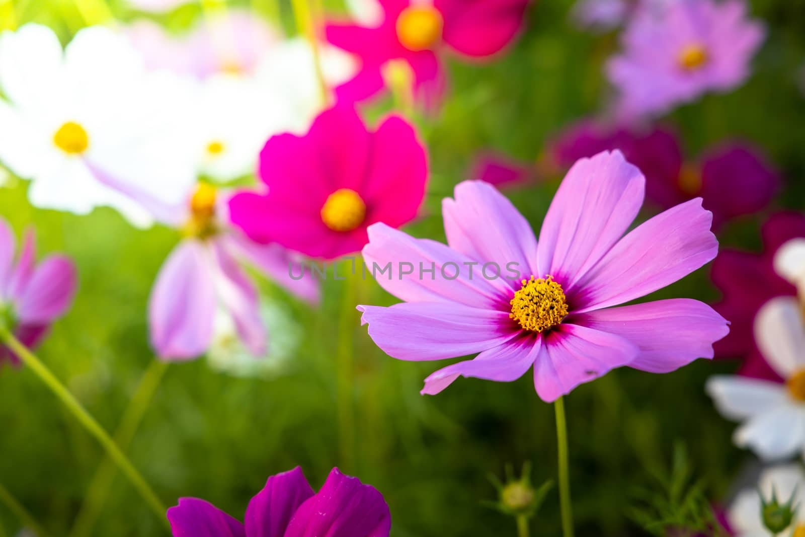  Beautiful Cosmos flowers in garden. Nature background.