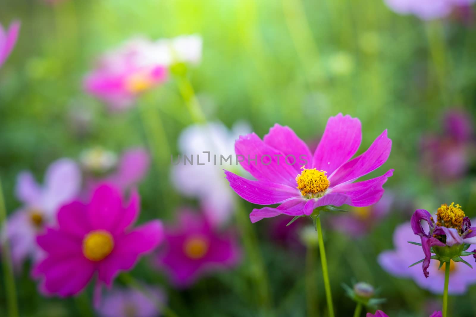  Beautiful Cosmos flowers in garden. Nature background.