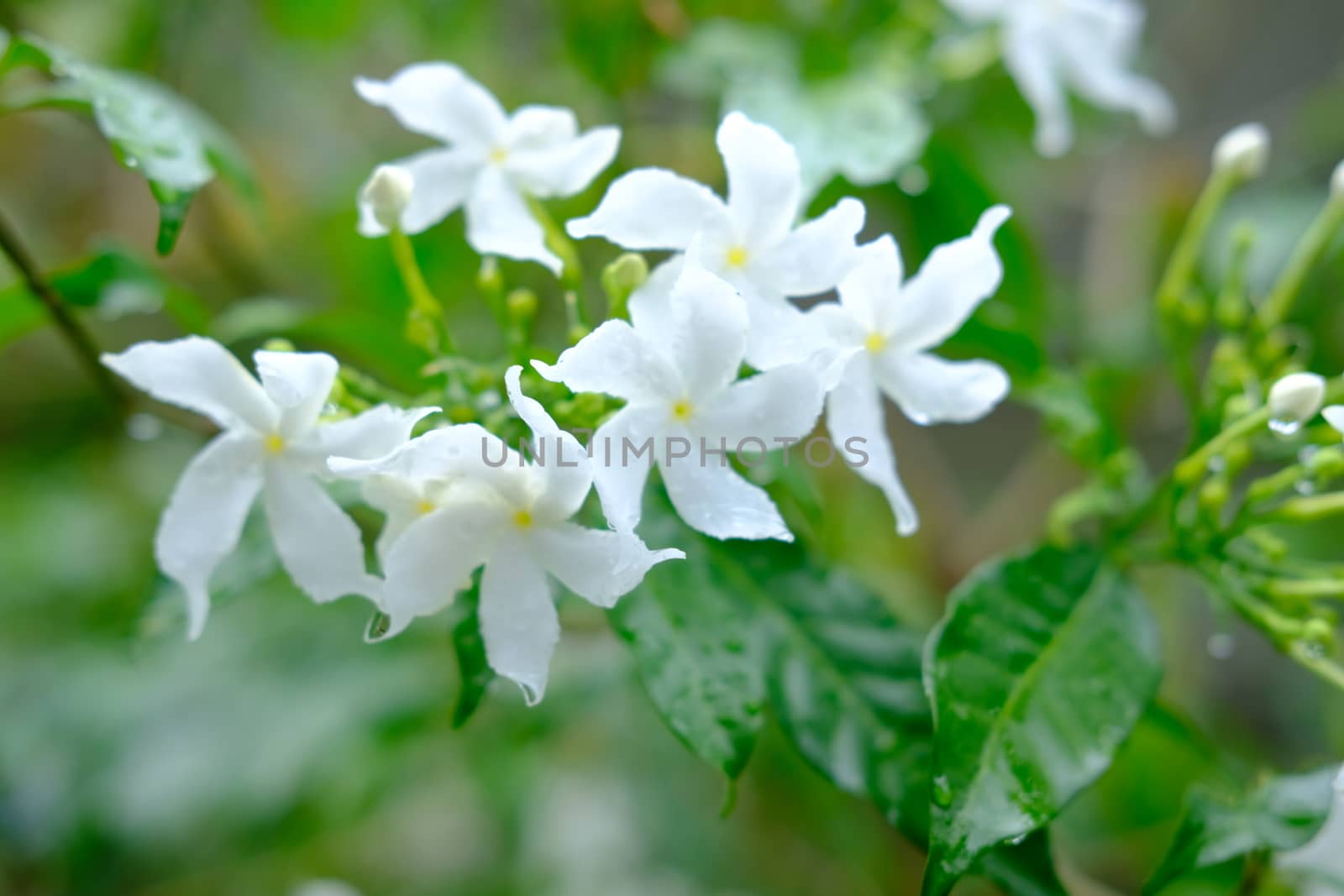 Little white flowers Wrightia religiosa blooming on green leaves Selective focus close up. Water Jasmine after the rain with drops of water.