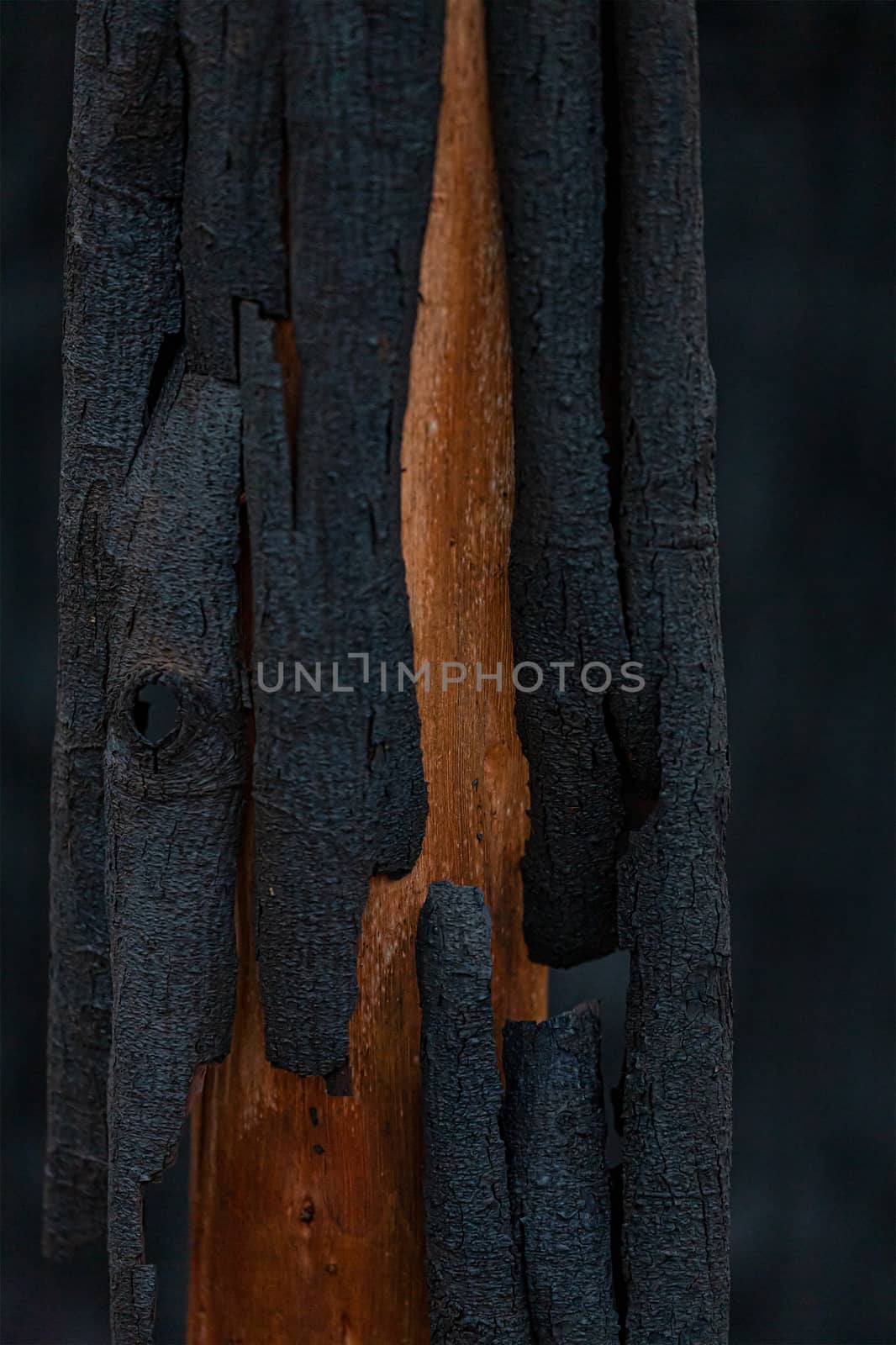 Burnt bark is shed by the tree after bush fire by lovleah