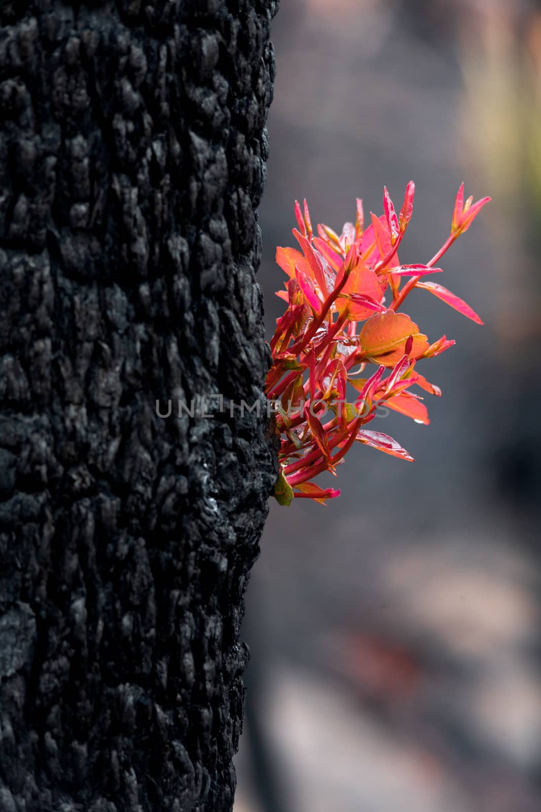 Australian trees burst forth with fresh new leaves and stems just days ofter bush fires sweep through