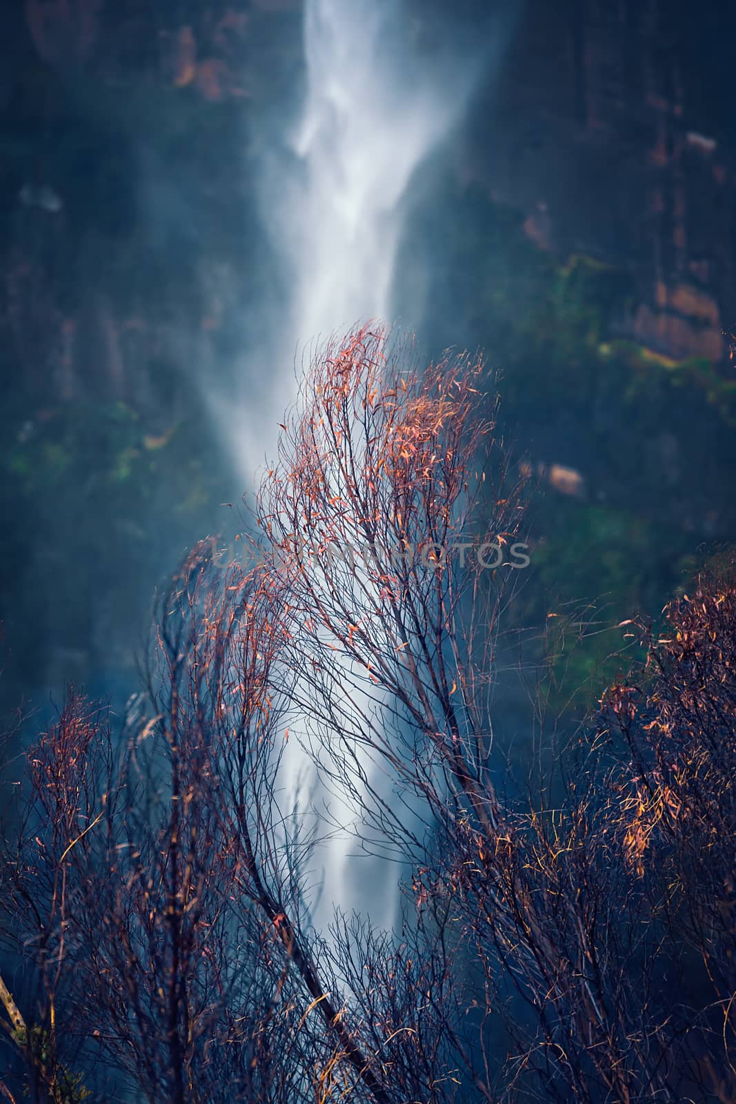 After the bush fires Australia, these burnt trees sway on their charred stalks against a background torrent of rainfall flowing as a  cliffside waterfall