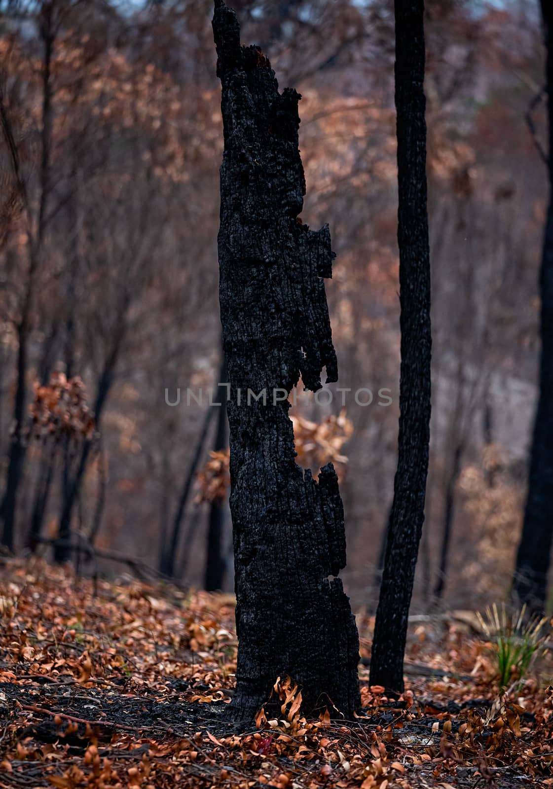 Burnt out tree in a bushfire ravaged landscape by lovleah
