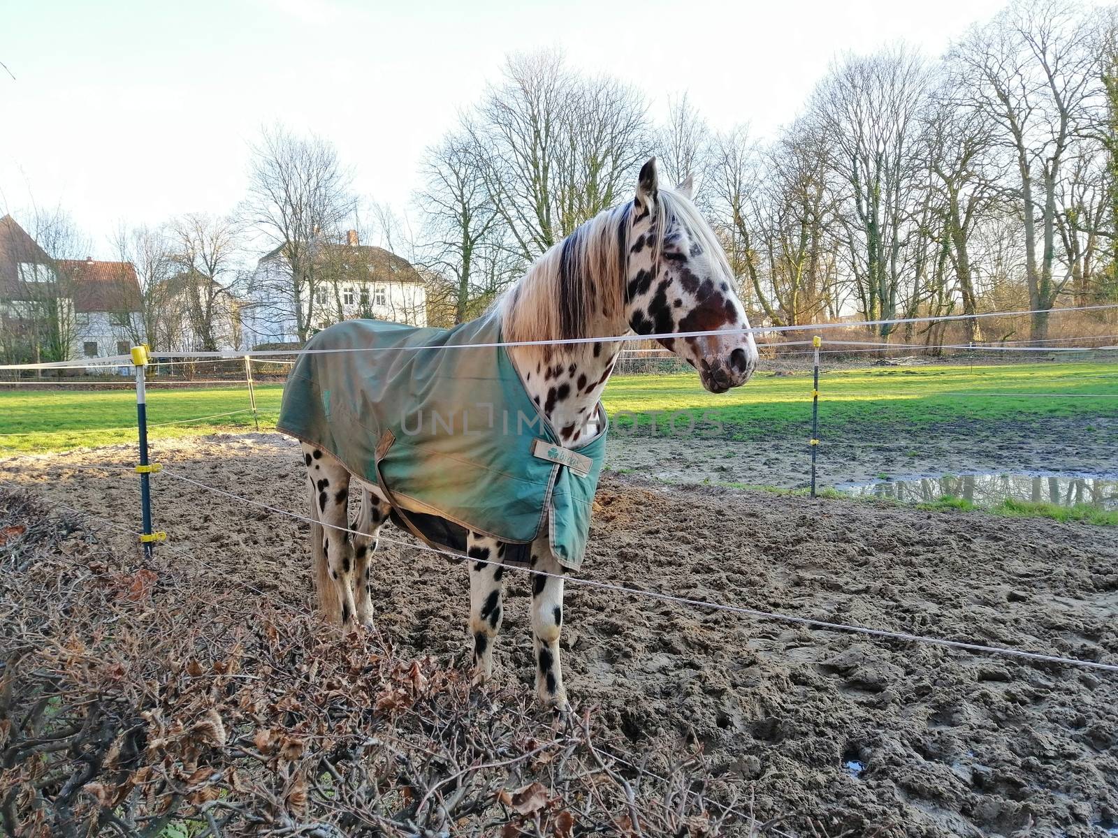 Beautiful dapple horse with long mane portrait