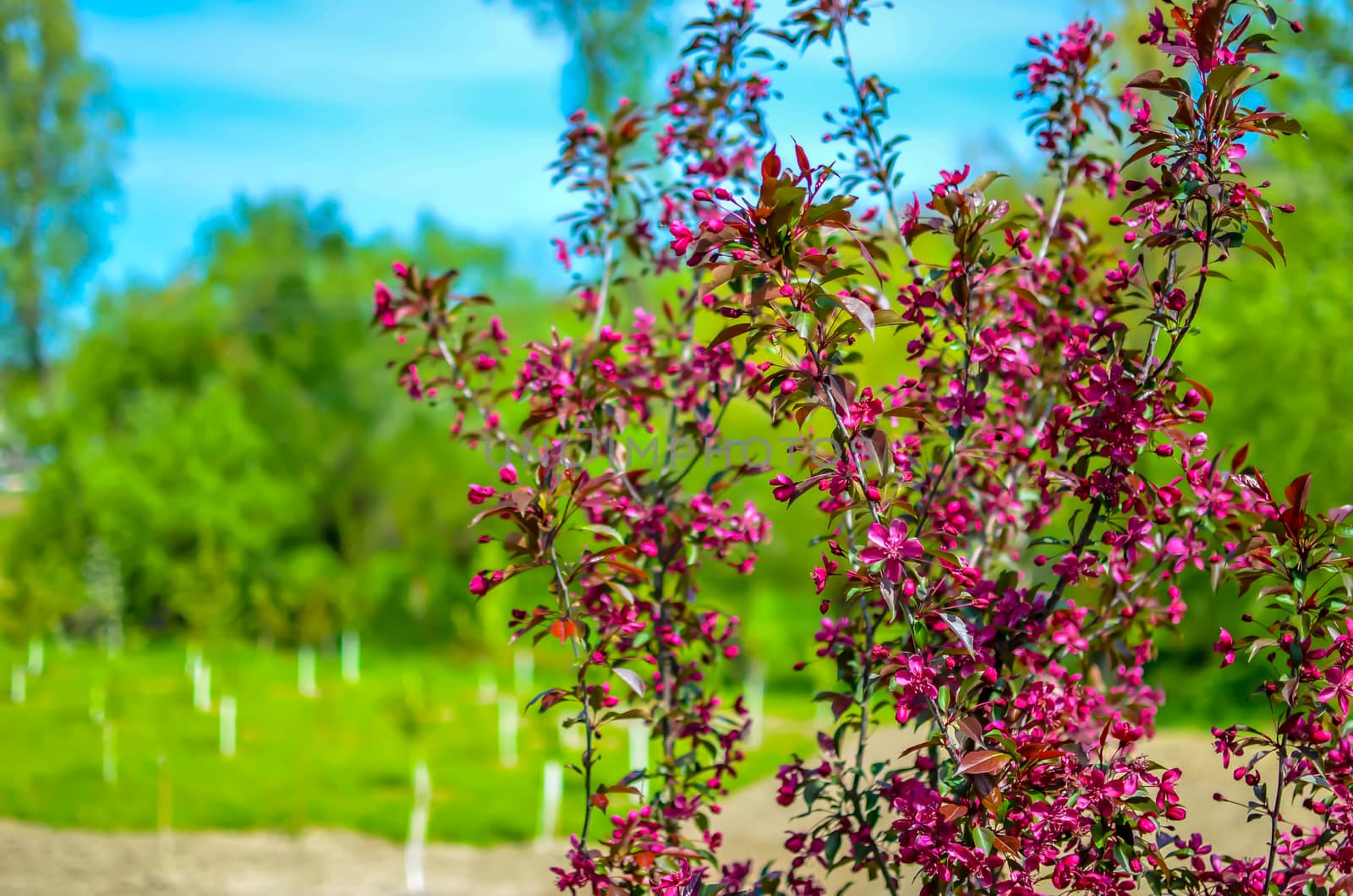 Red buds of decorative apple tree Malus Niedzwetzkyana . City greening. Springtime. by kimbo-bo