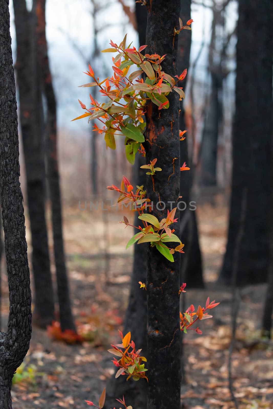 Red and green leaves emerge from a burnt tree by lovleah