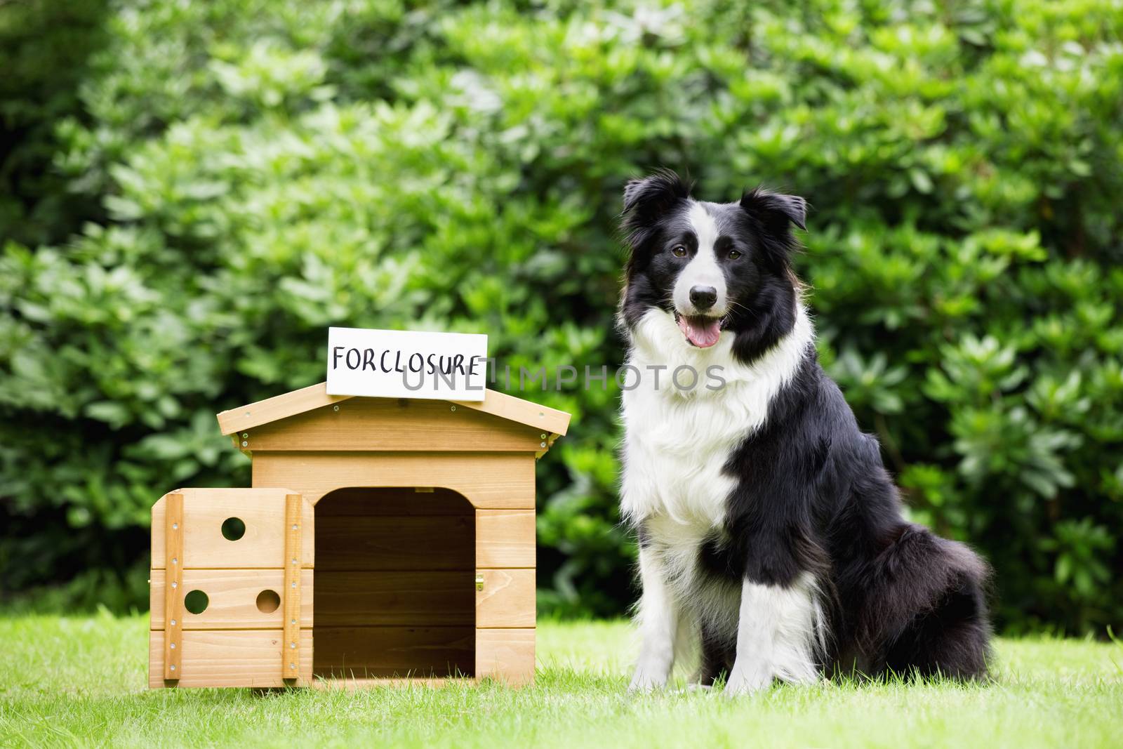 Sheepdog standing beside dog house with a foreclosure placard on top themes of overgrown scale change