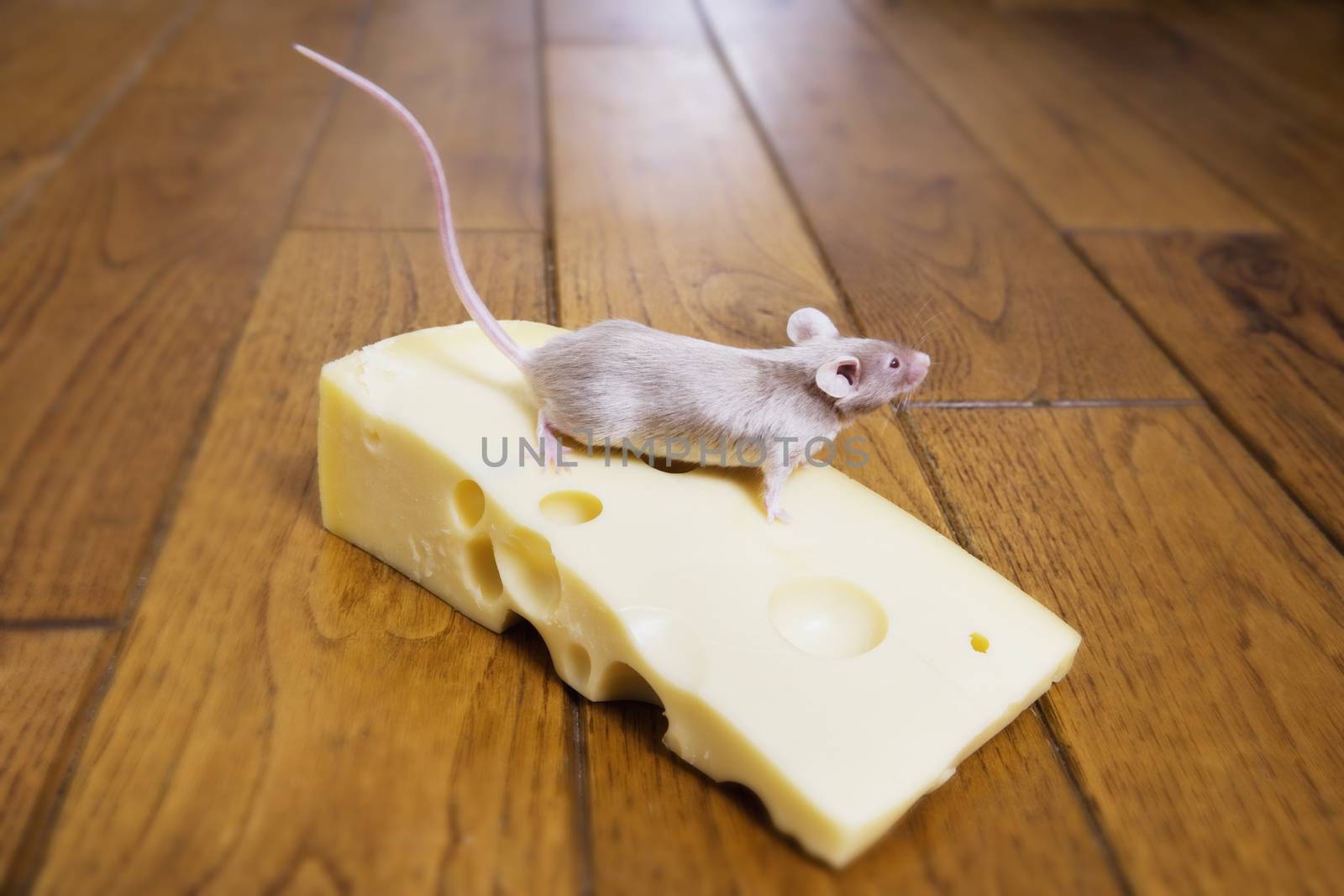 A mouse feeding on a piece of cheese themes of hunger luck food