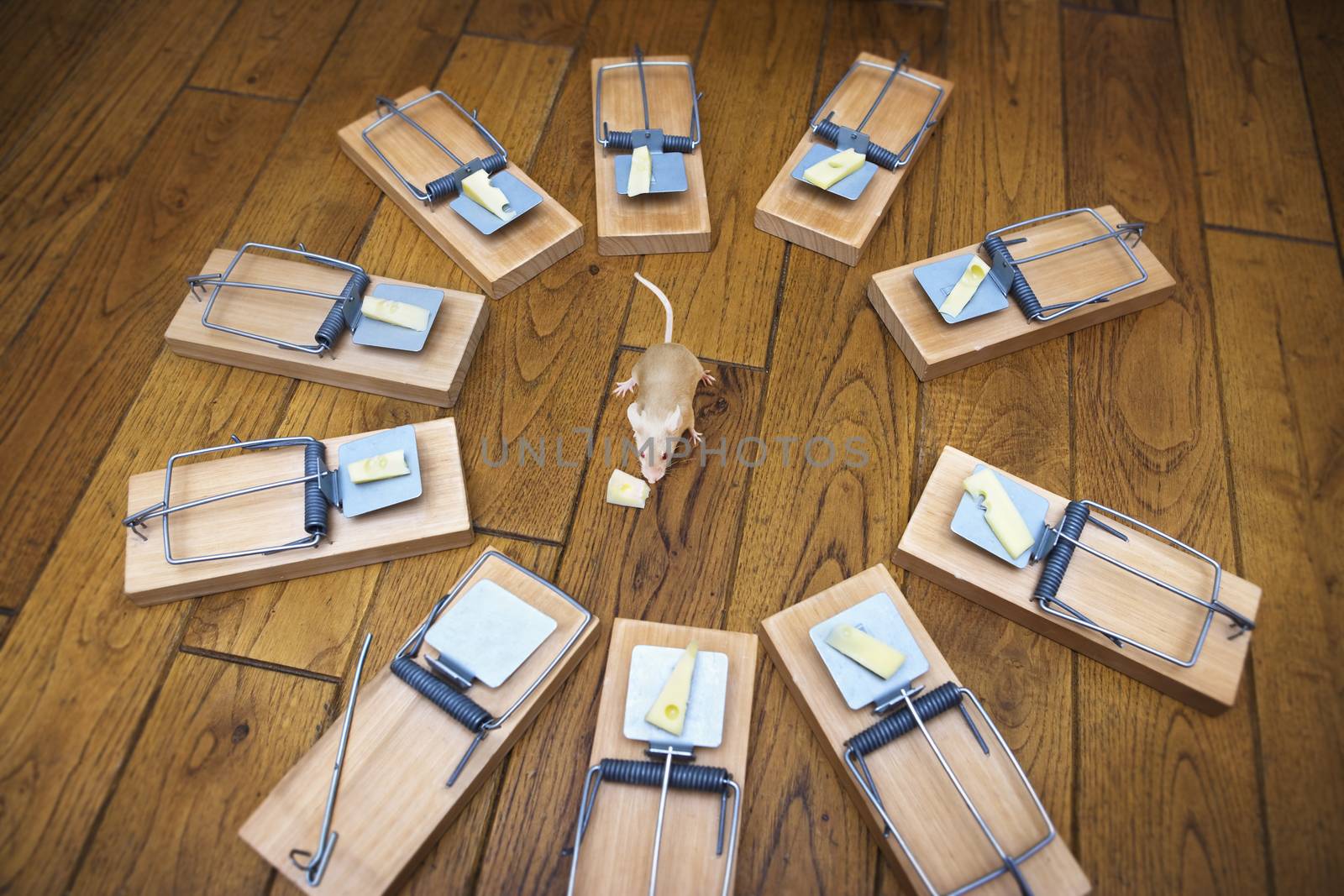 Composite image of a mouse surrounded by mouse traps eating cheese from one of the traps themes of risk danger intelligence