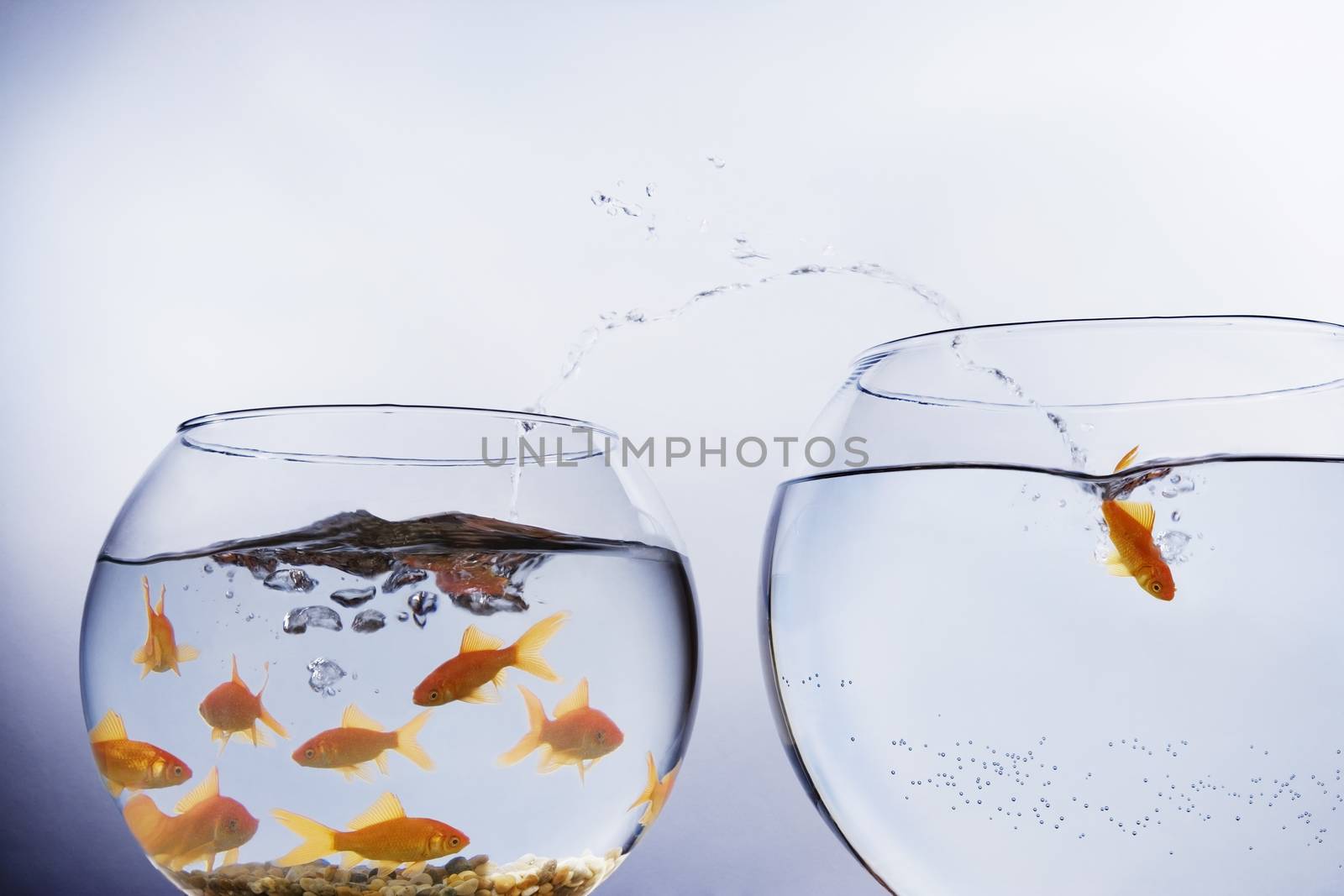 Goldfish escaping from crowded bowl by conceptualmotion