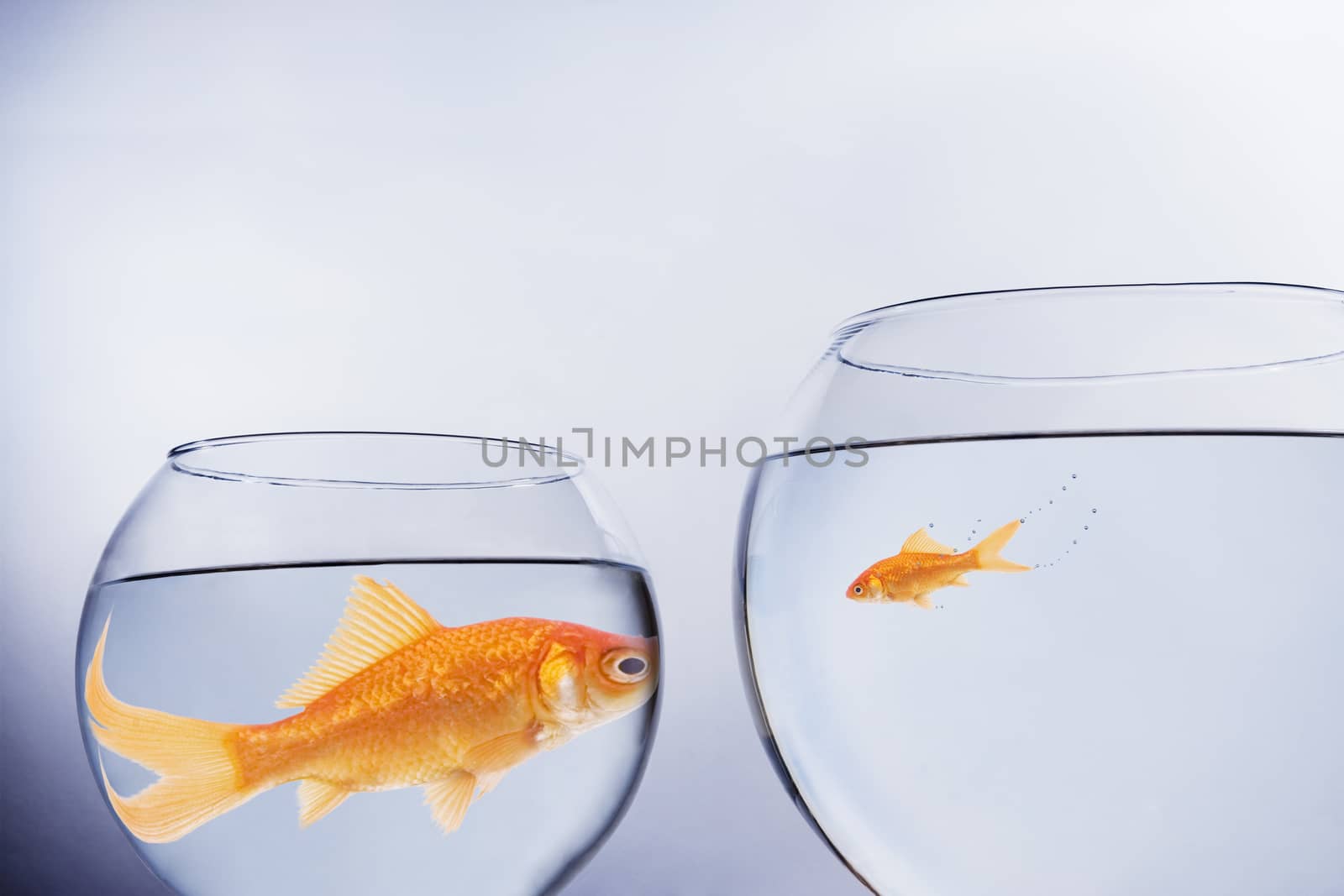 Large and small goldfish, in contrasting size bowls, face to face themes of scale contrasts overgrown