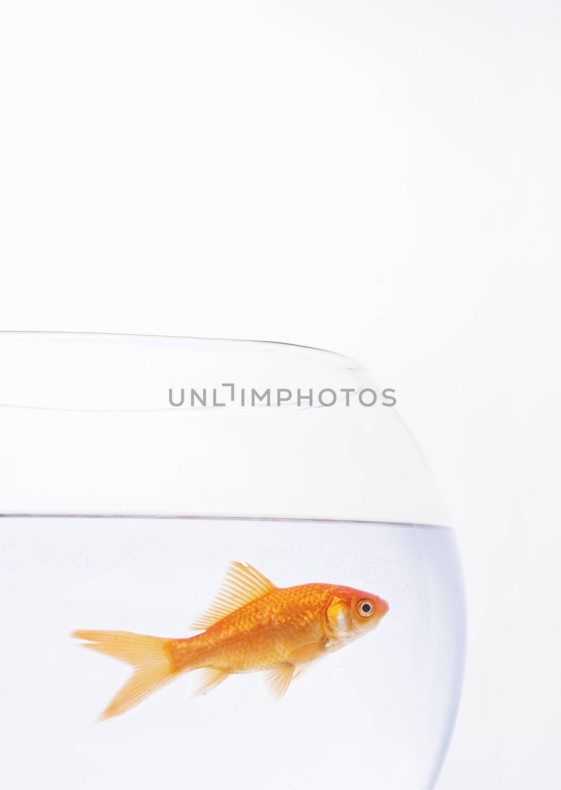 Single goldfish in a bowl themes of captivity solitude loneliness