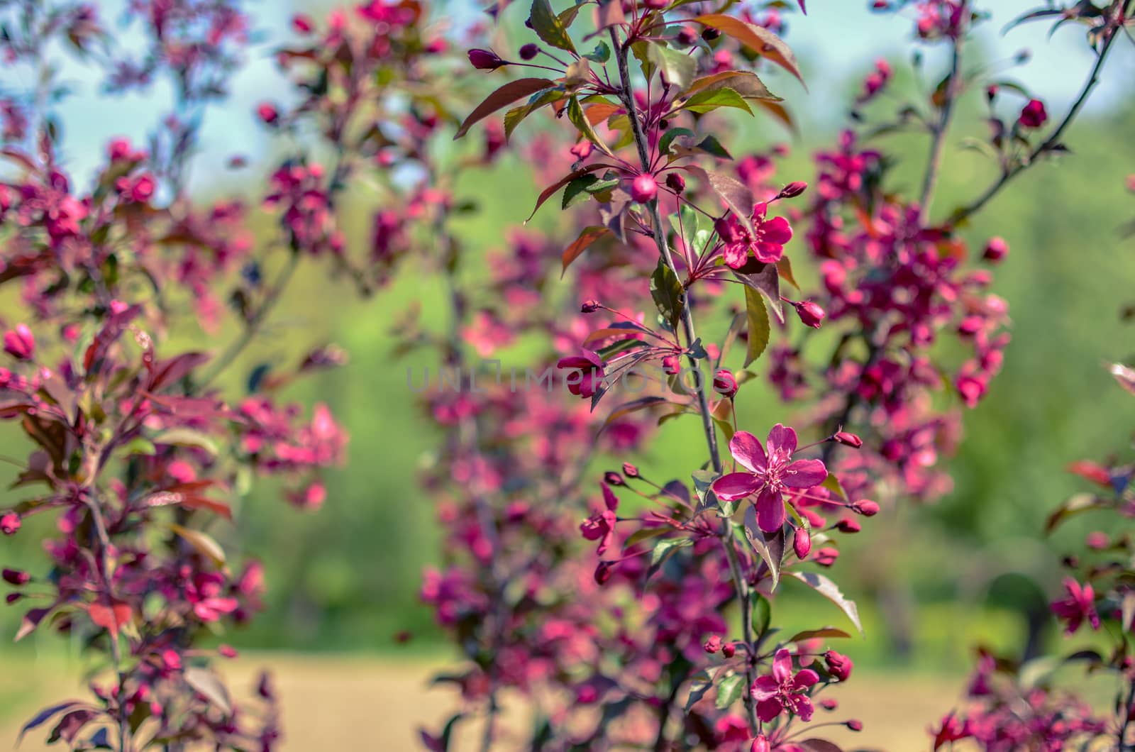 Red buds of decorative apple tree with red leaves Malus Niedzwetzkyana . City greening. Springtime.