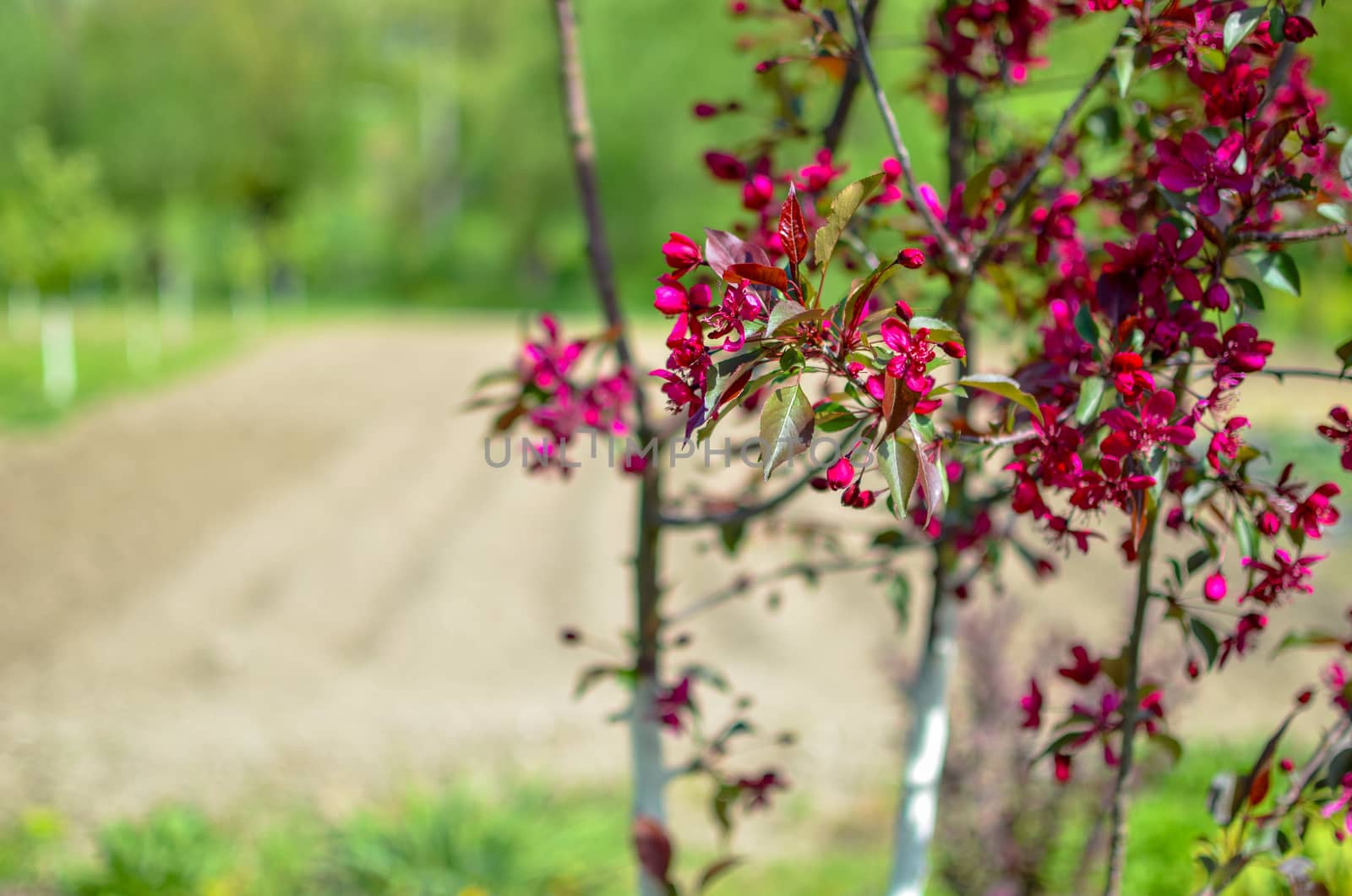 Red buds of decorative apple tree with red leaves Malus Niedzwetzkyana . City greening. Springtime.