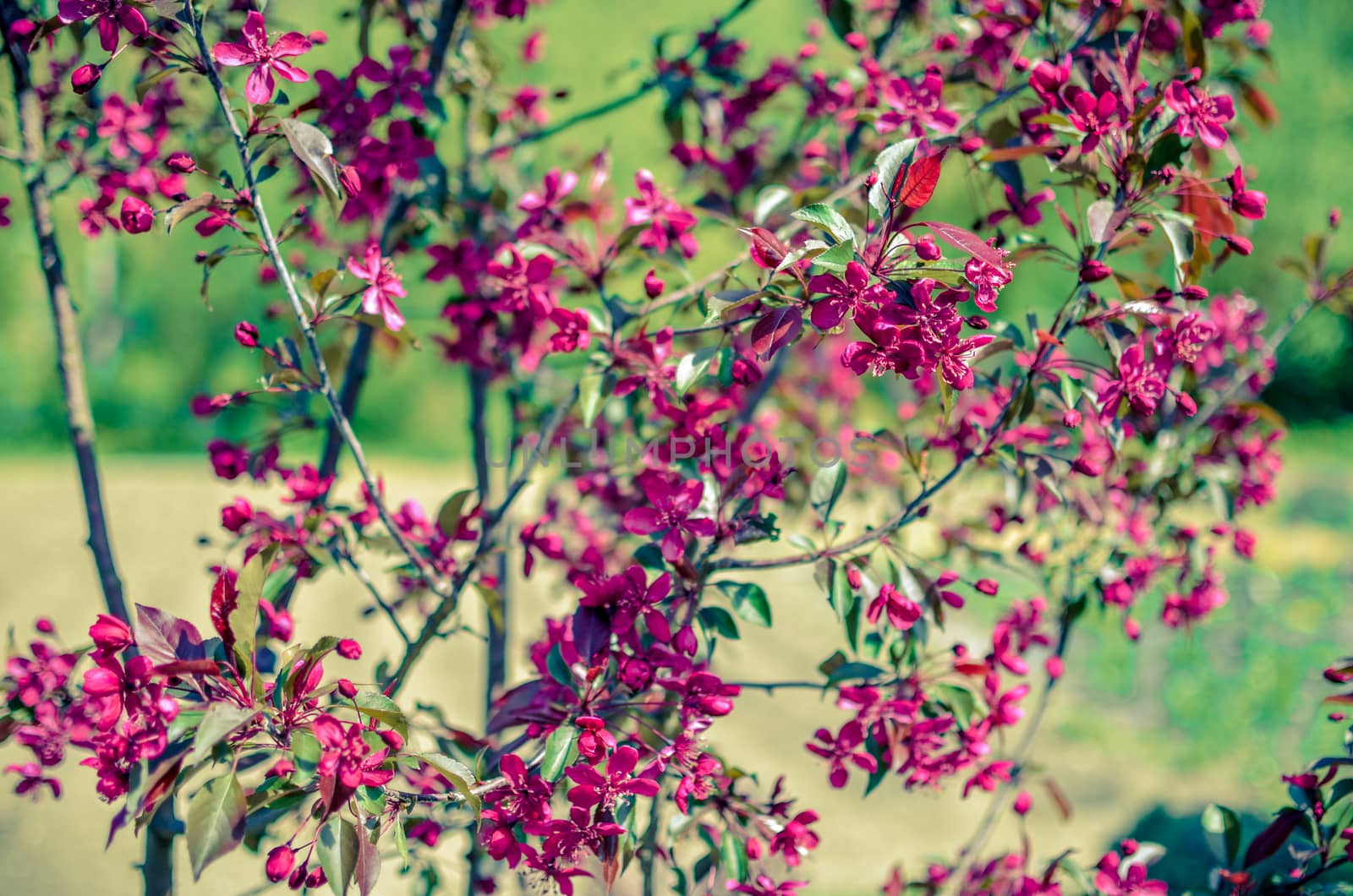 Red buds of decorative apple tree with red leaves Malus Niedzwetzkyana . City greening. Springtime.