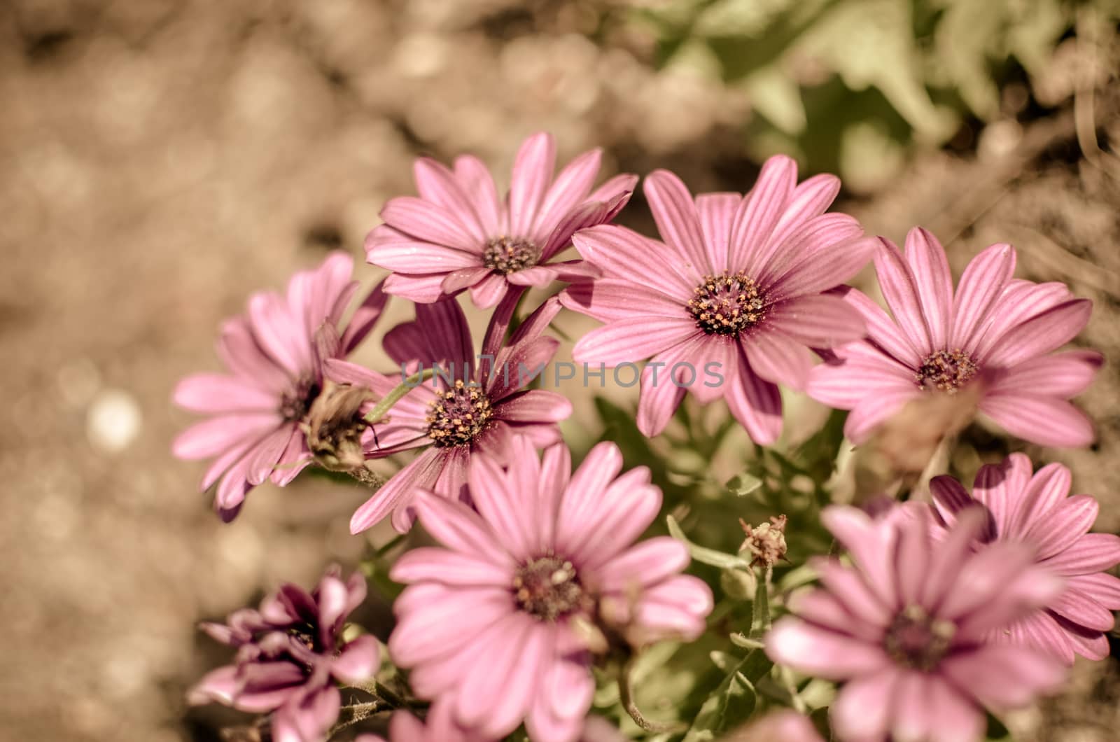 Purple daisy flower growing in spring garden with blured background