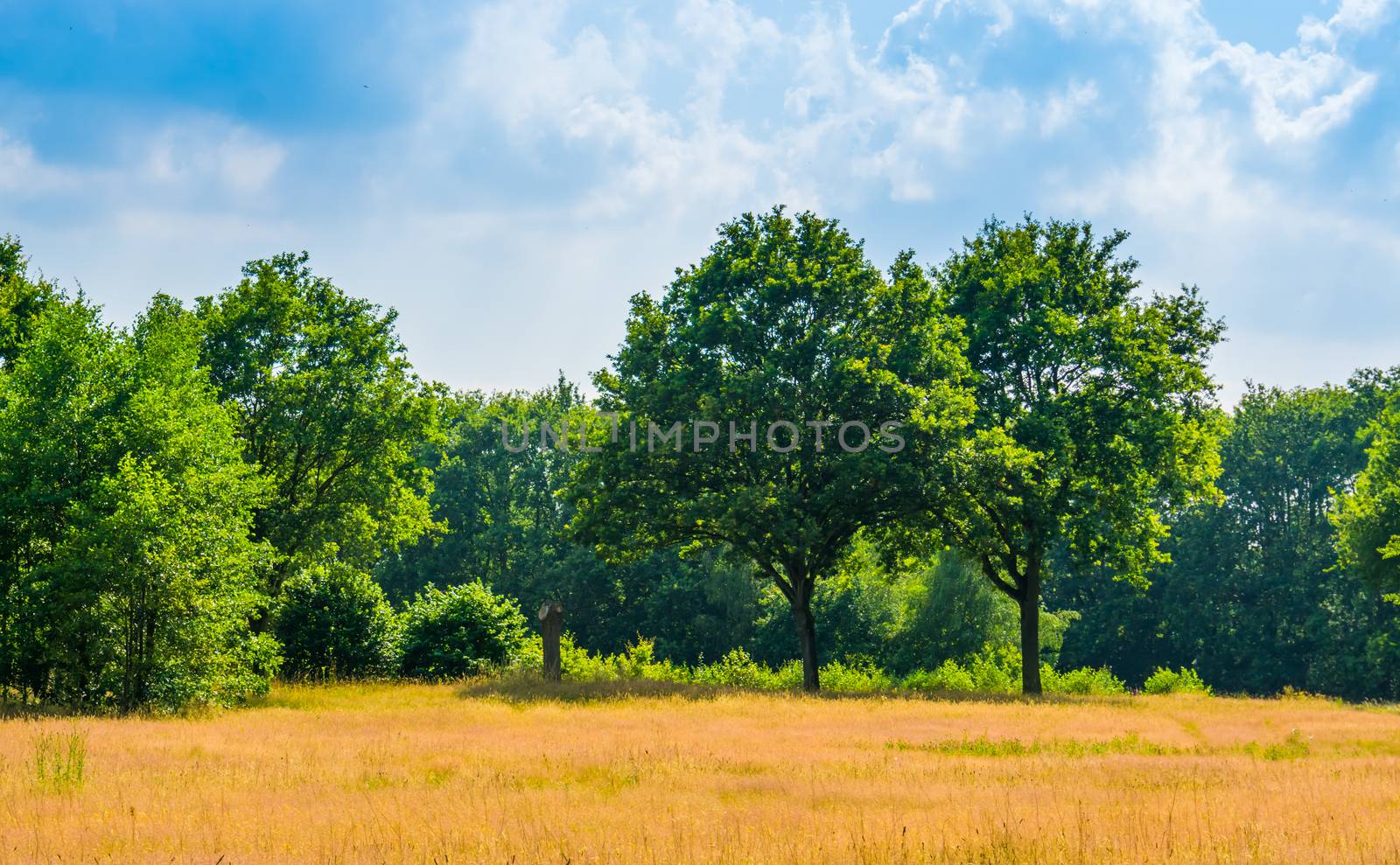 Golden grass meadow with trees and blue sky, Beautiful landscape in the Melanen, Halsteren, Bergen op zoom, The netherlands by charlottebleijenberg
