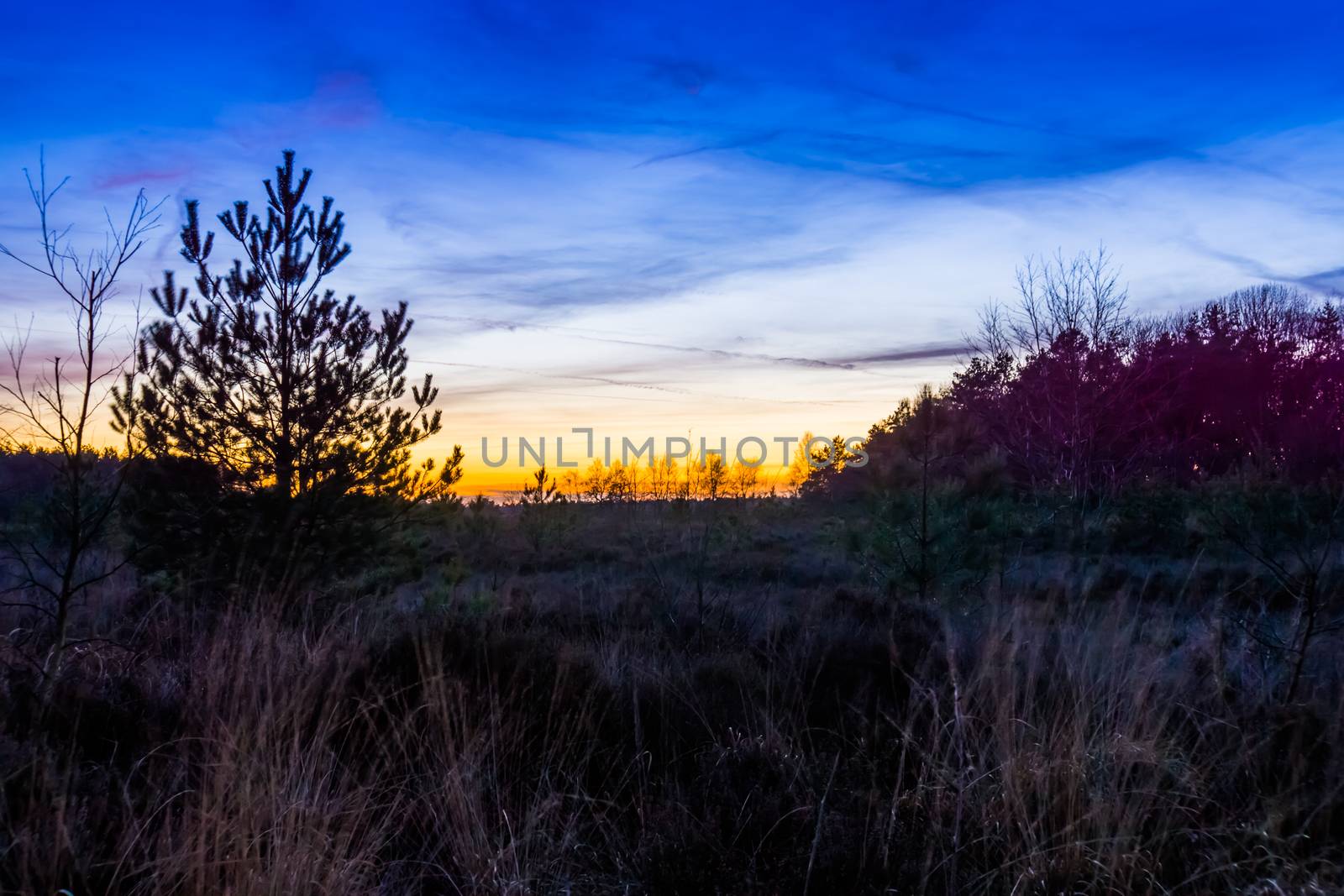 colorful and beautiful sunset on the Rucphense heide, Heather landscape in the forest of Rucphen, The Netherlands by charlottebleijenberg