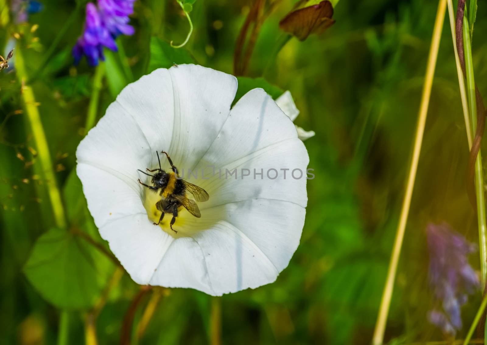 Closeup of a bee pollinating a heavenly trumpet flower, insect behavior, nature background